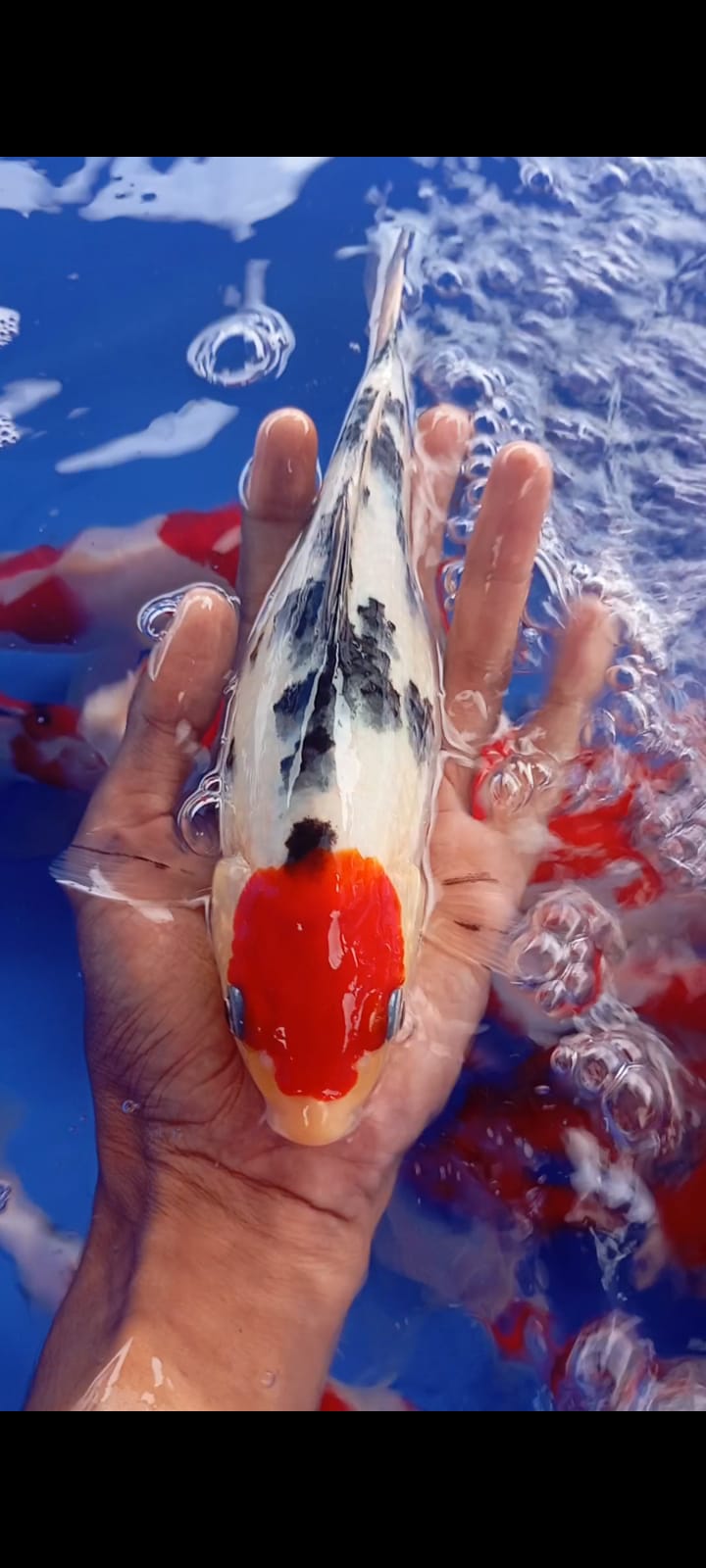 TANCHO SANKE ORI 25cm