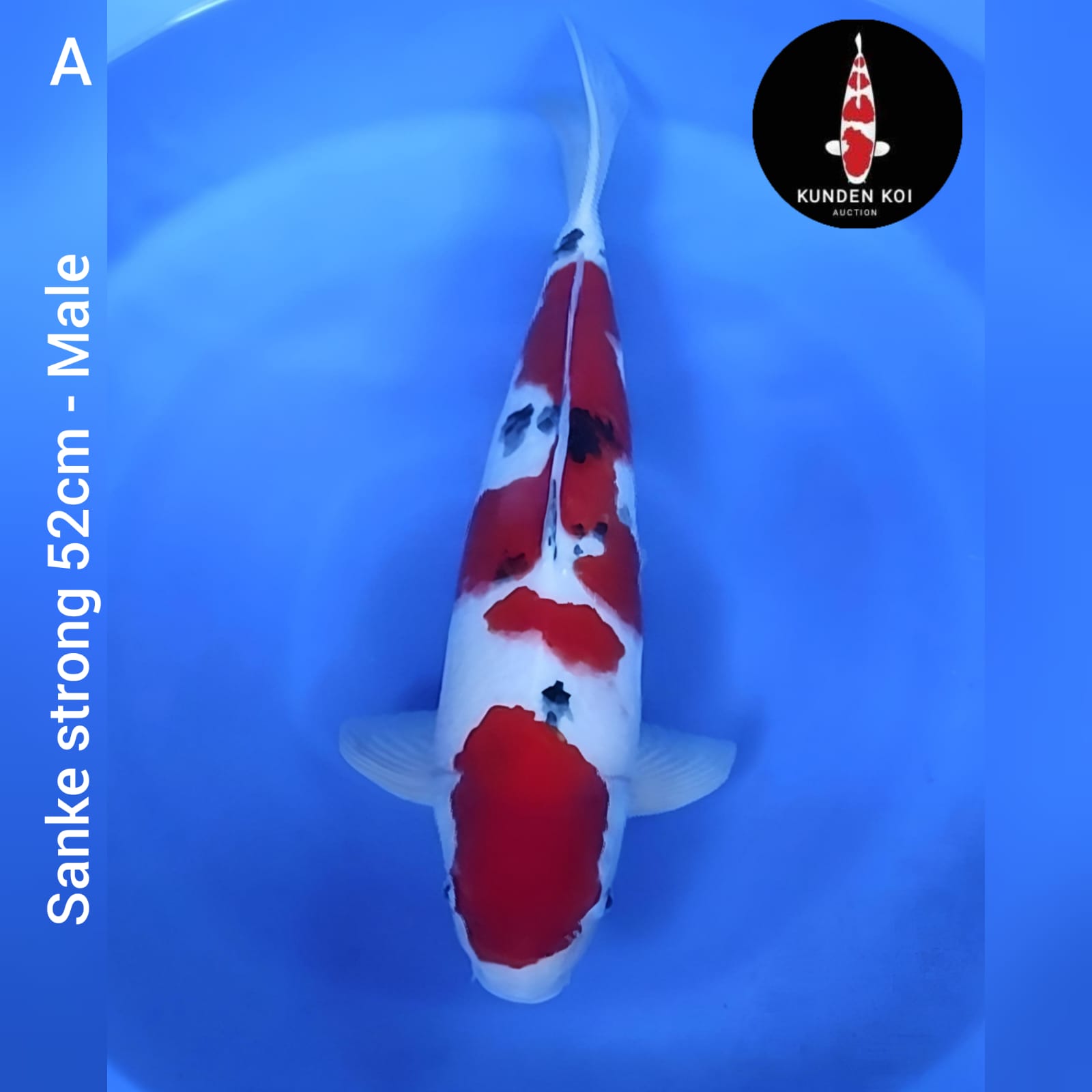 SANKE STRONG 52cm