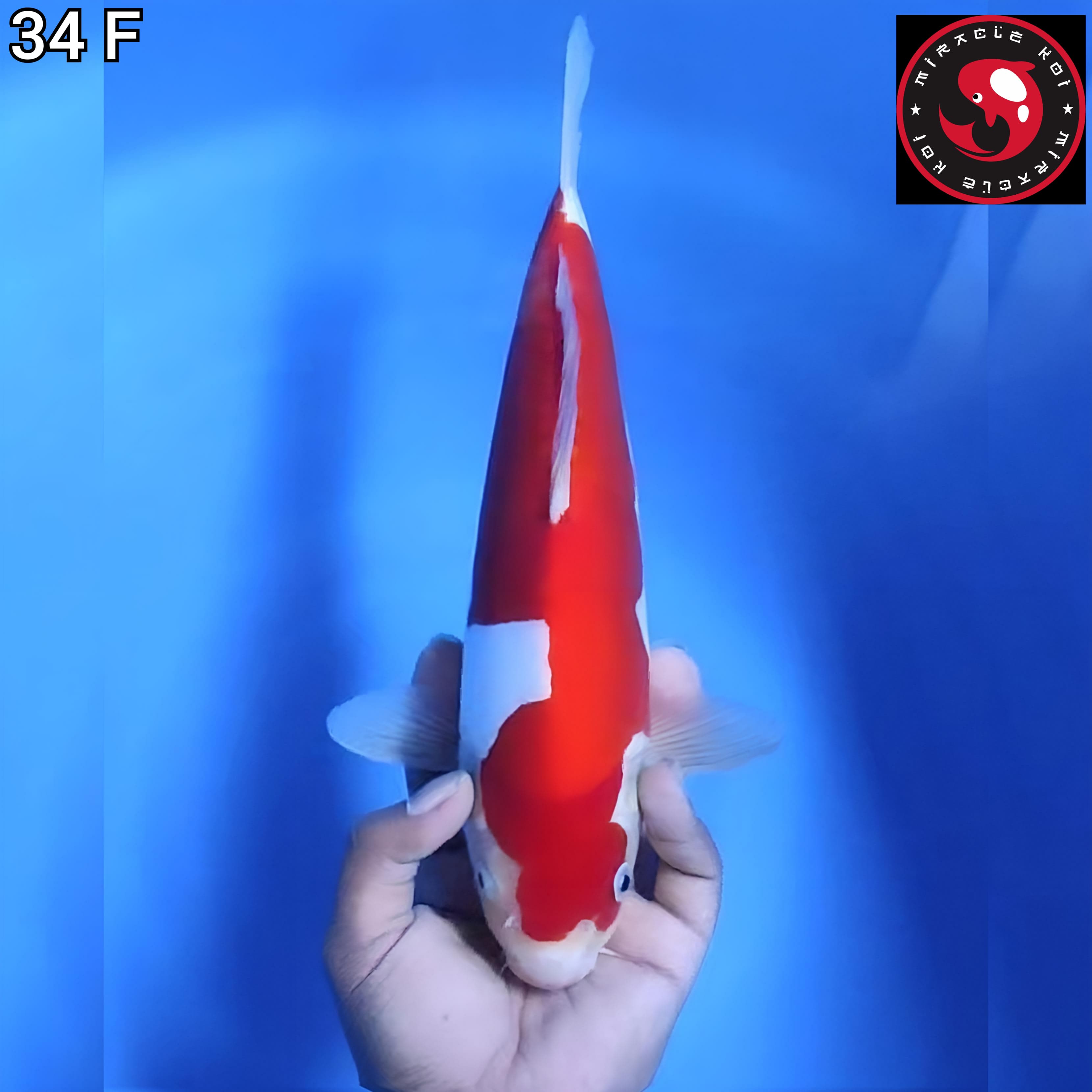 DOITSU MURNI 34cm