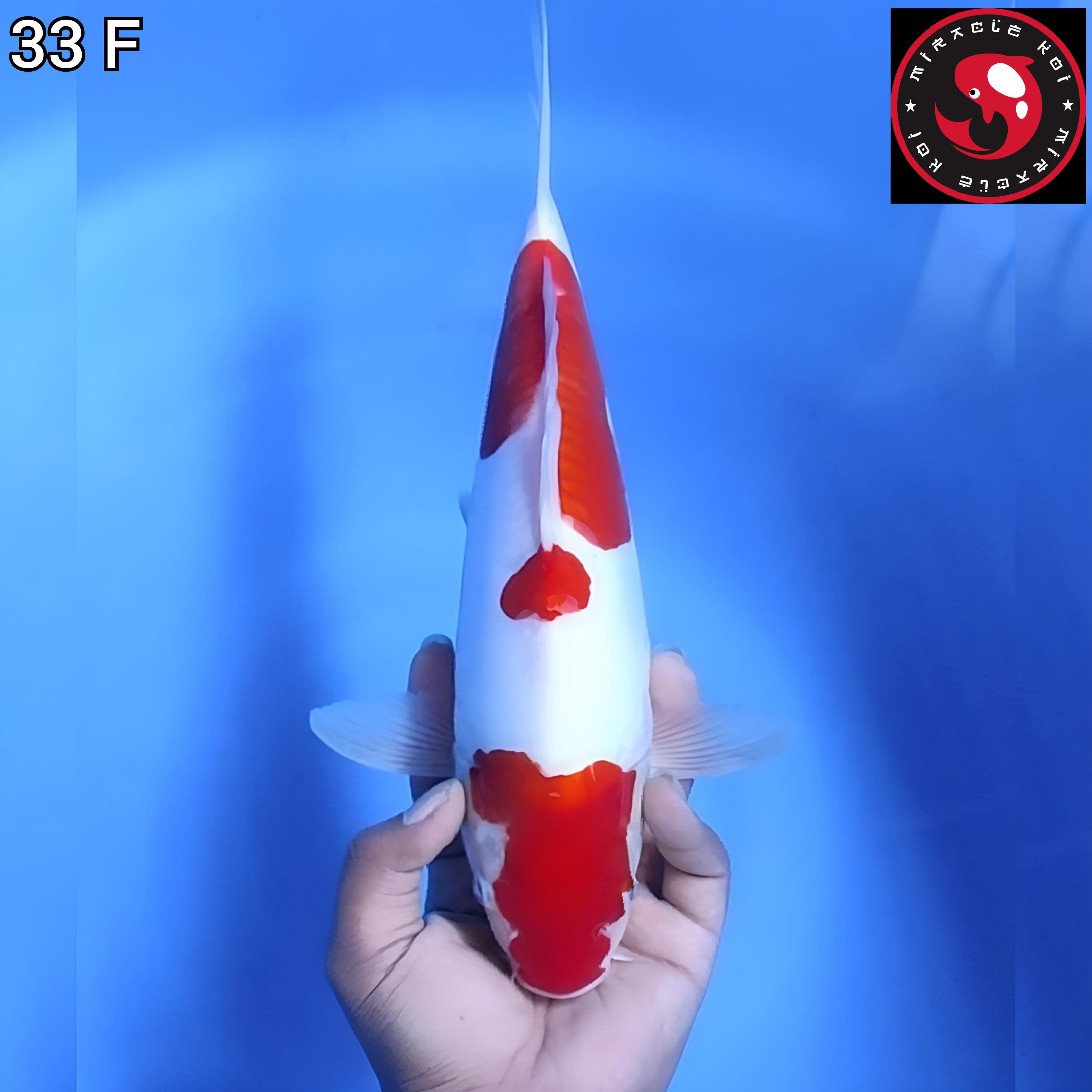 DOITSU JOSS ORIGINAL 33cm