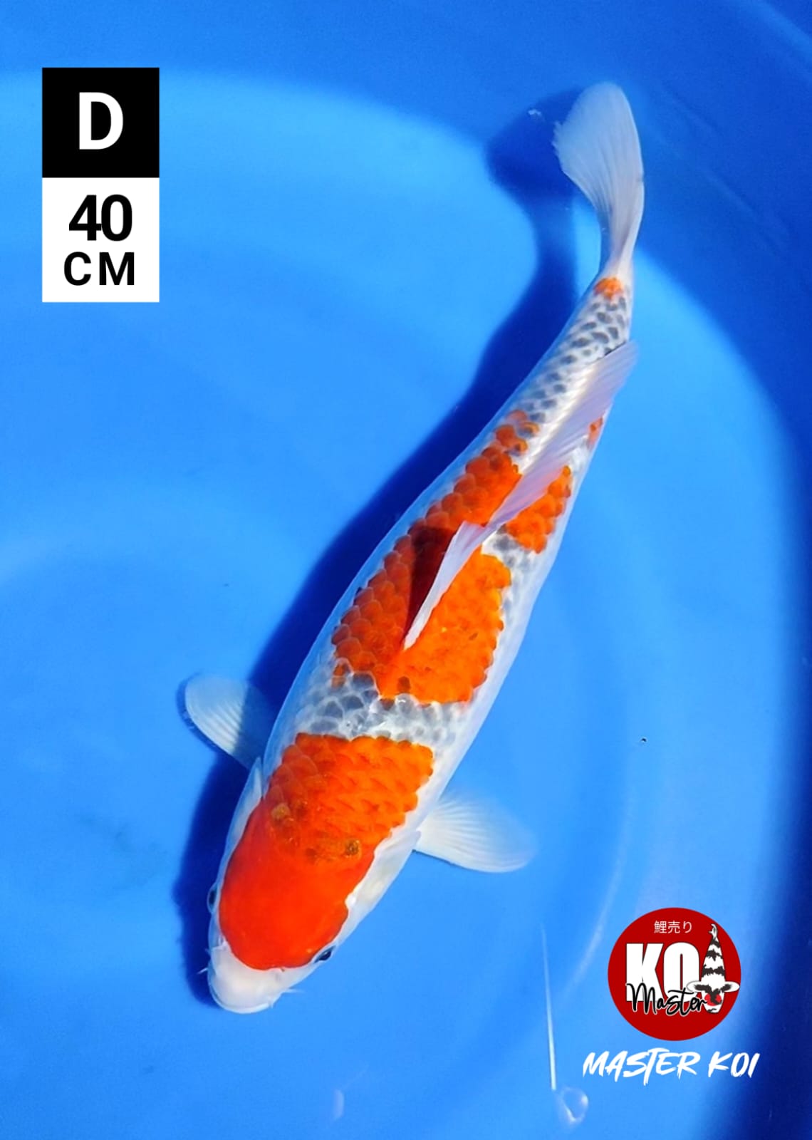 GOSHIKI RACING ABIES 40cm