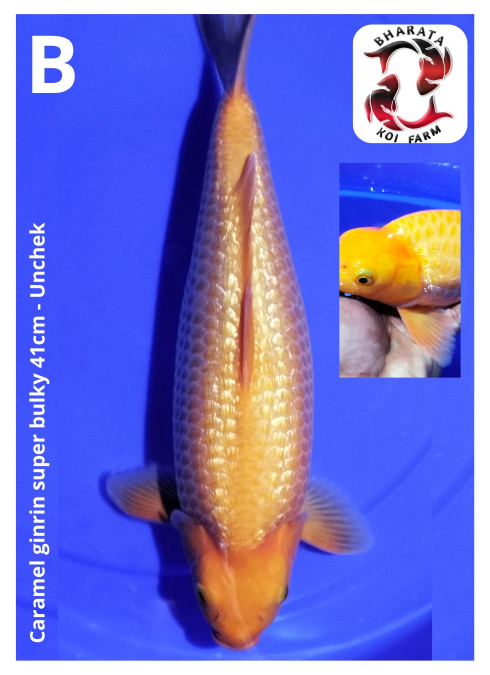 CARAMEL GINRIN SUPERBULKY 41cm