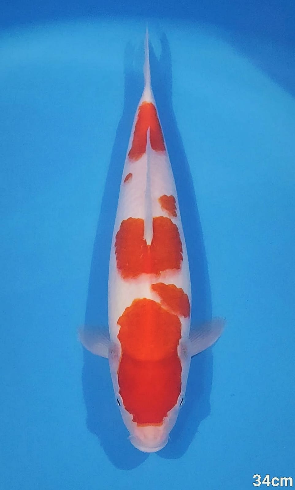 KOHAKU AKF BLOODLINE 34cm
