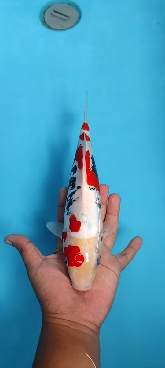 BENNYKUMON 30cm