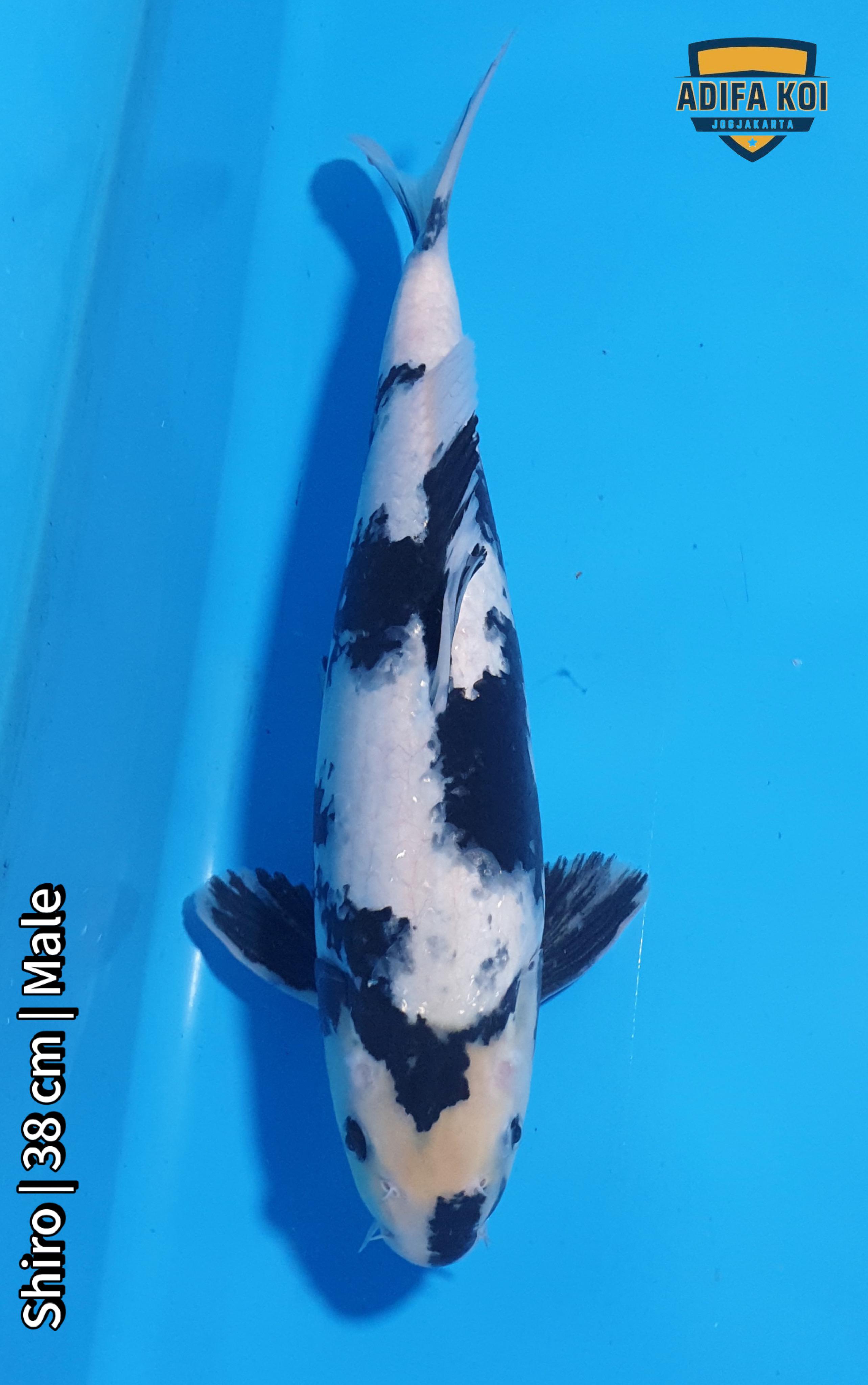 SHIRO 38cm