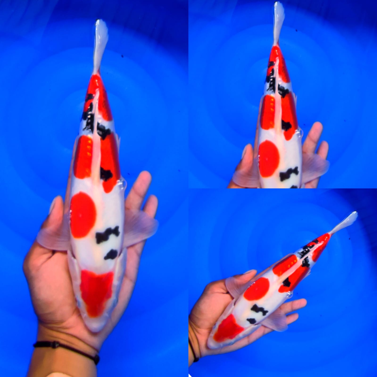 SANKE DOITSU MURNI 33cm