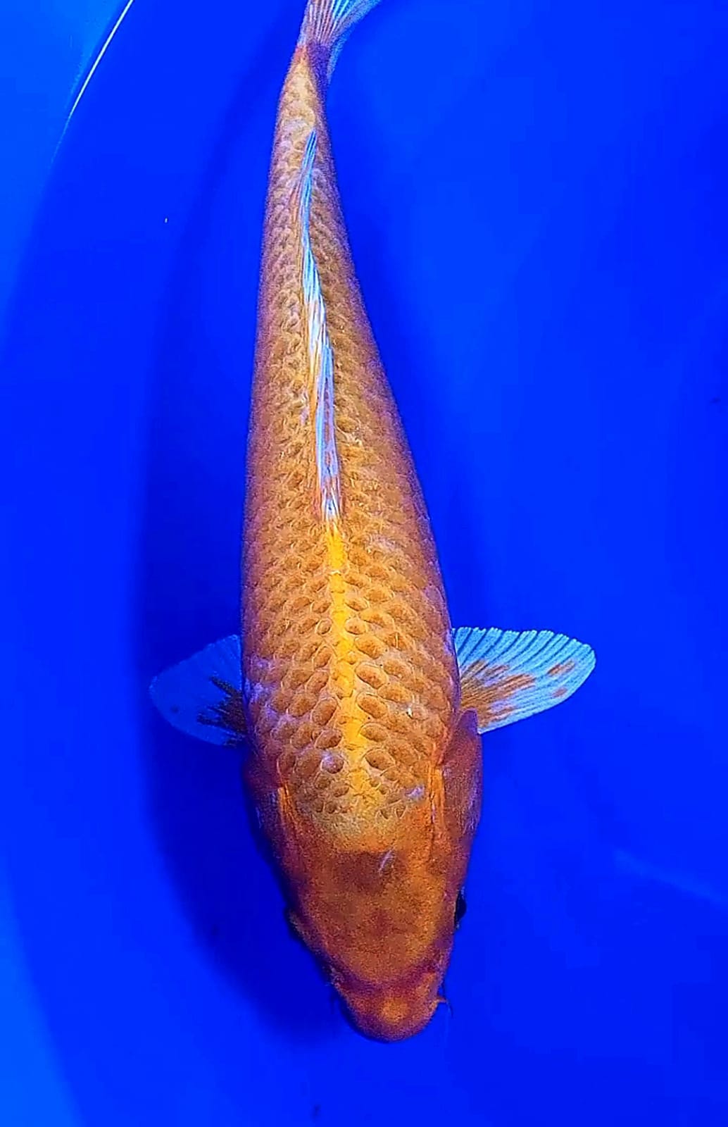 Ikan Koi OGON 41cm, lelang koi OGON 41cm, jual koi OGON 41cm, beli koi OGON 41cm, Lelang Koi Online, Jual Beli Ikan Koi, Pusat Jual Beli Koi, Info Lelang Koi Hari Ini, Platform Jual Beli Koi, Jual Beli Ikan Koi Online, Marketplace Ikan Koi, Jual Koi Terbaik, Tempat Beli Koi Berkualitas, Pasar Ikan Koi Online Terpercaya, Penjual Ikan Koi Terpercaya, Beli Koi Hias Online, Ikan Koi untuk Dijual, Koi Kualitas Terbaik, Toko Online Ikan Koi, Koi Hias Untuk Dijual, Jual Beli Ikan Koi Lokal, Koi Indonesia Online, Pusat Jual Beli Koi Terbesar