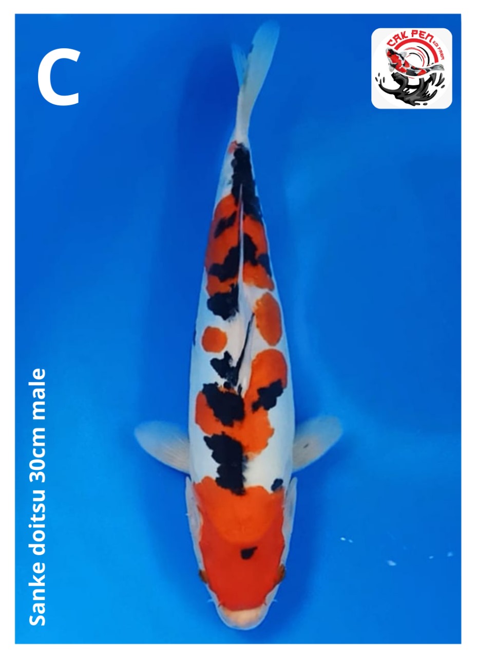 SANKE DOITSU 30cm