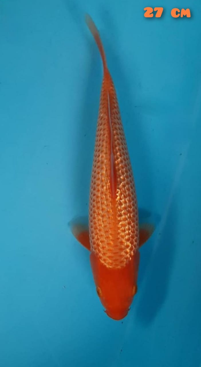 RED KARASI FULL GINDRIN 27cm SQ