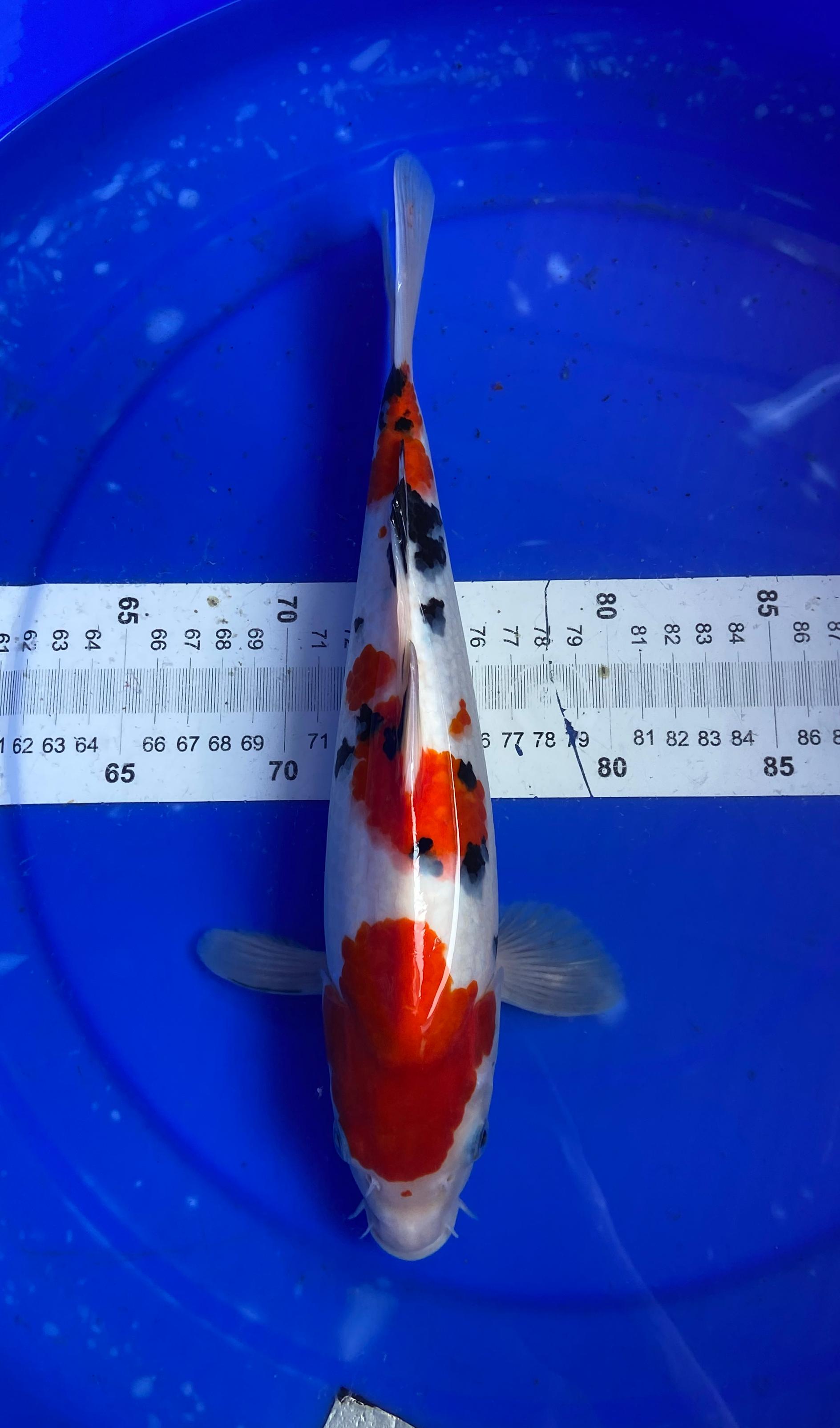 SANKE SQ MUNUK 30cm