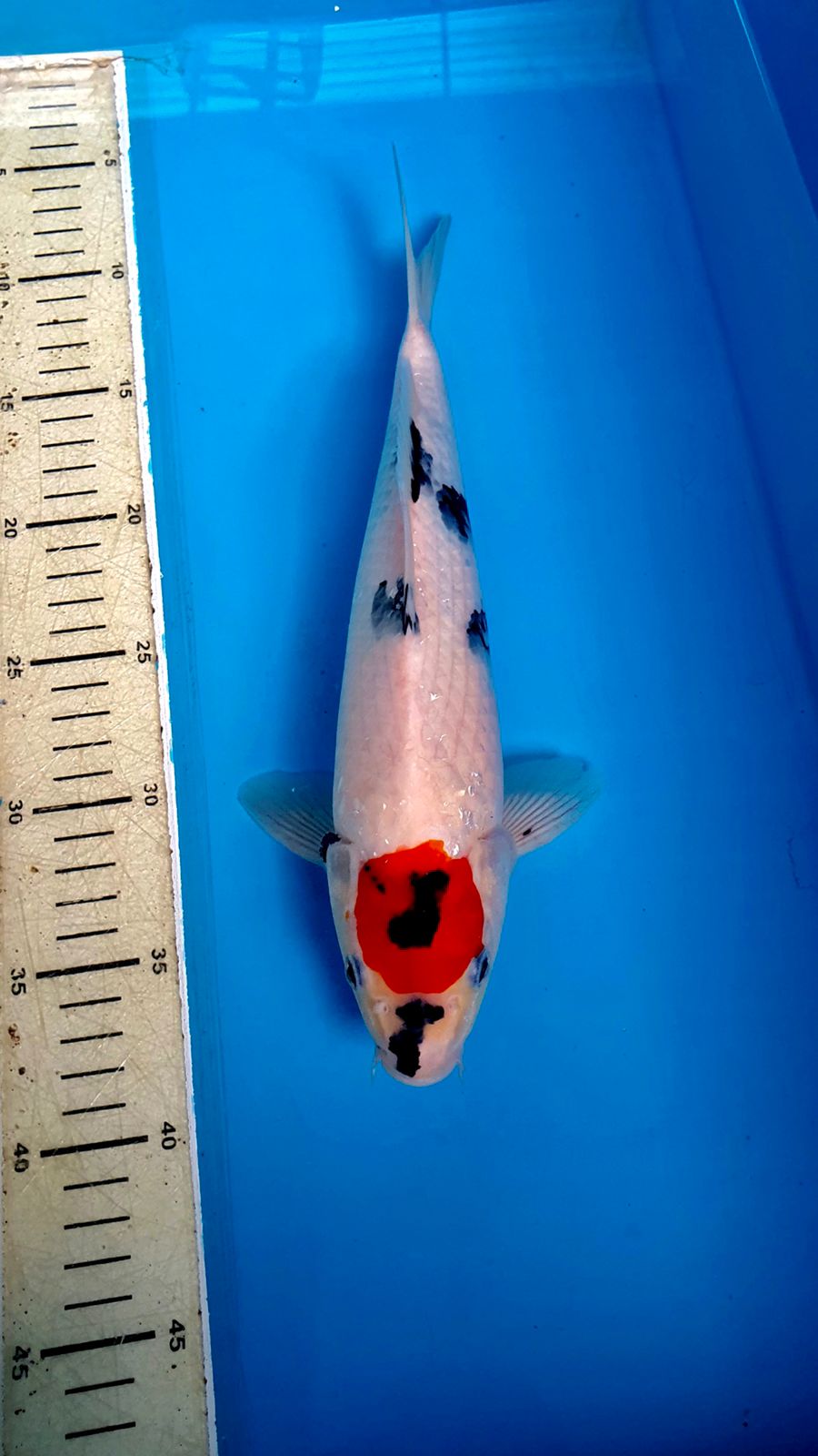 TANCO SOWA TATEGOI 32cm
