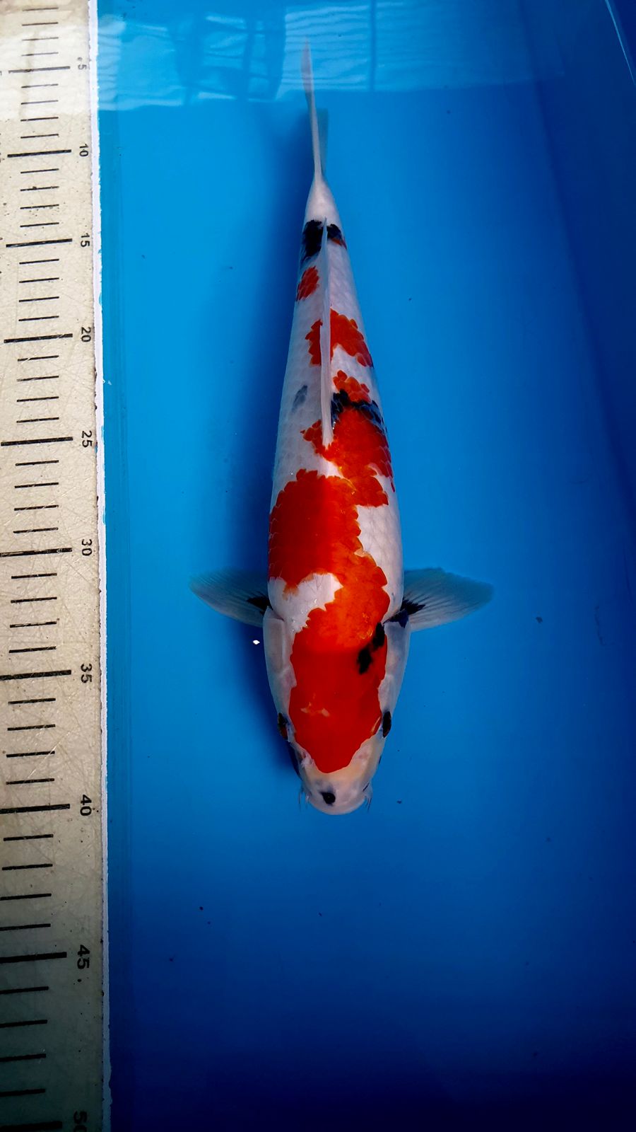 KINDAI SOWA 32cm