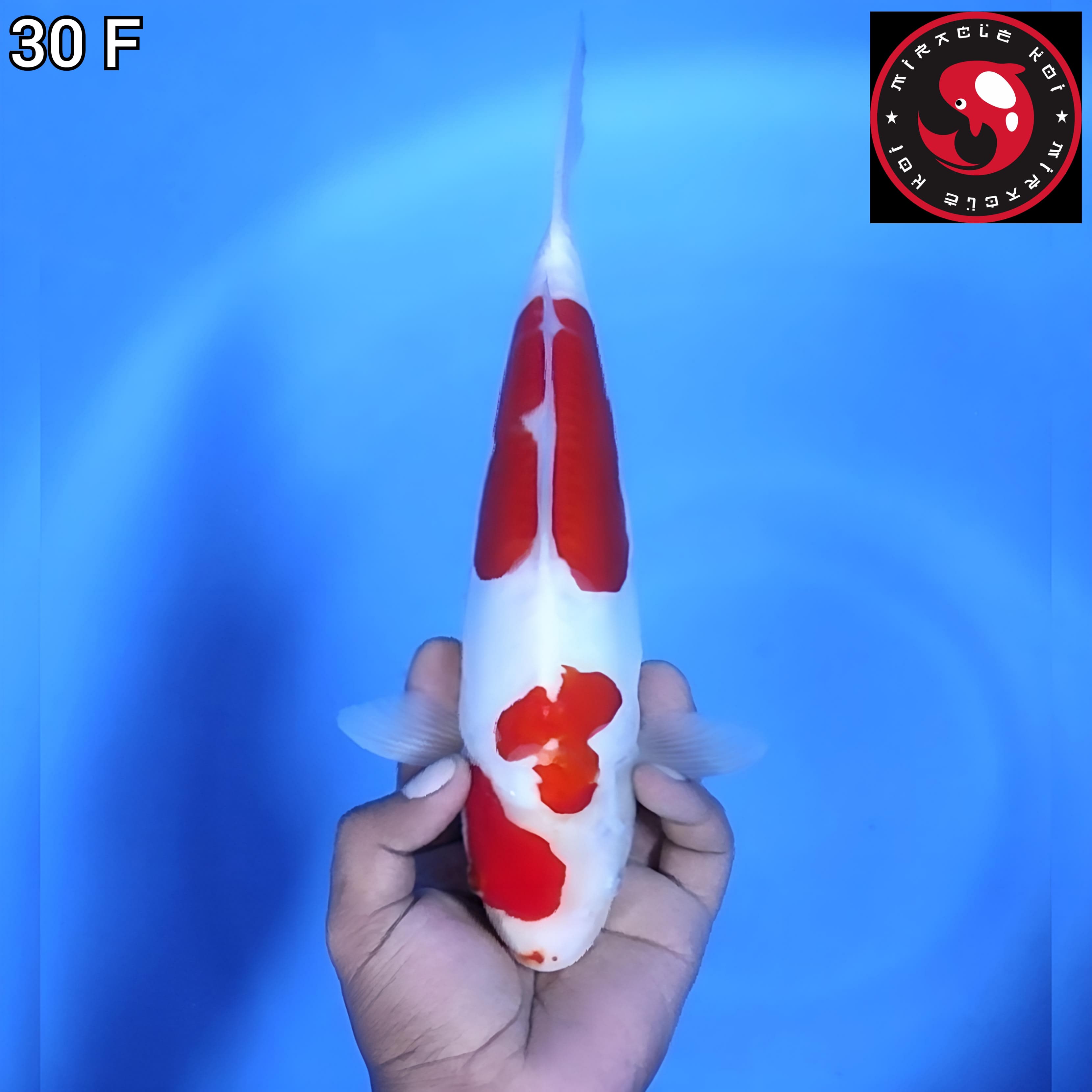 DOITSU ORIGINAL 30cm