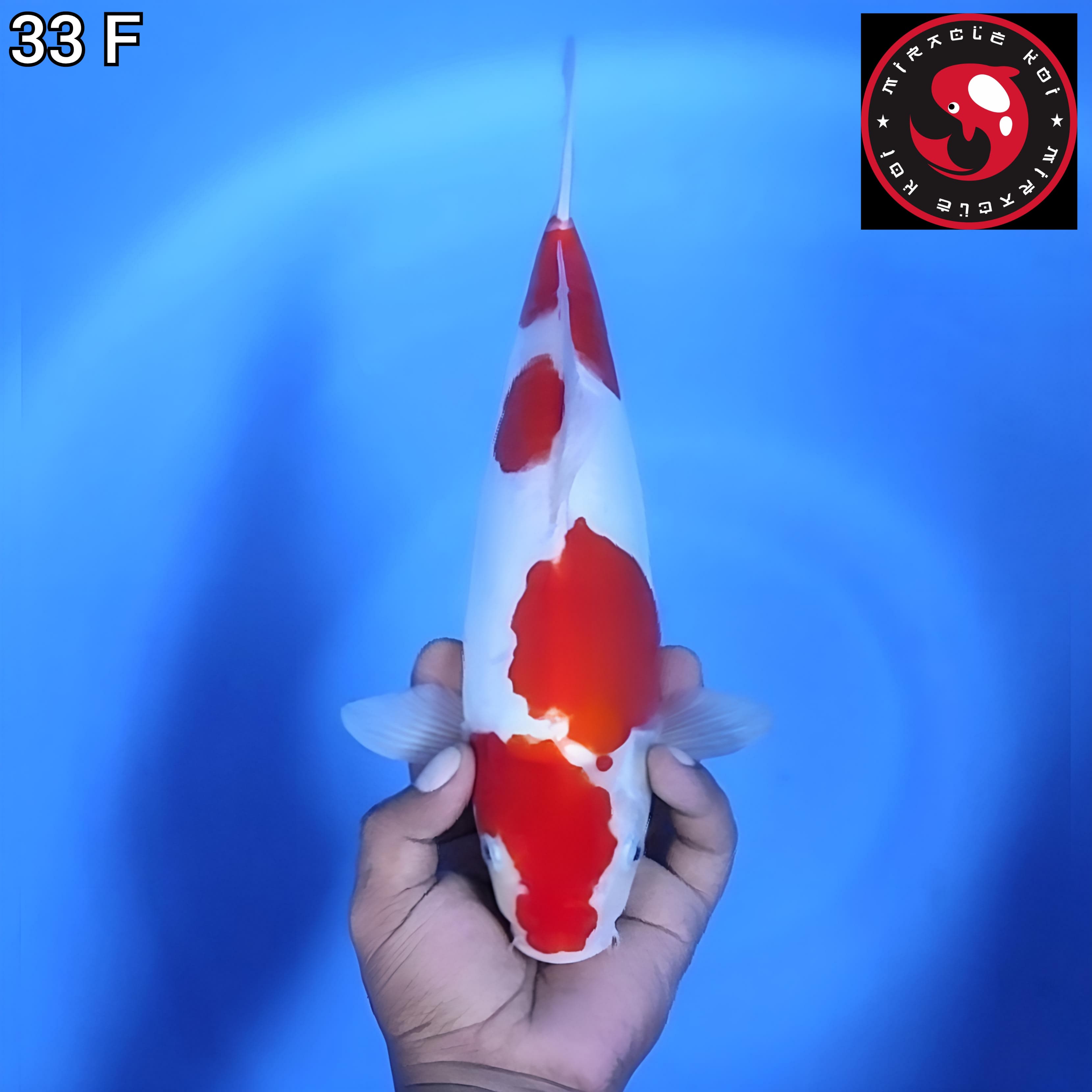 DOITSU MURNI 33cm