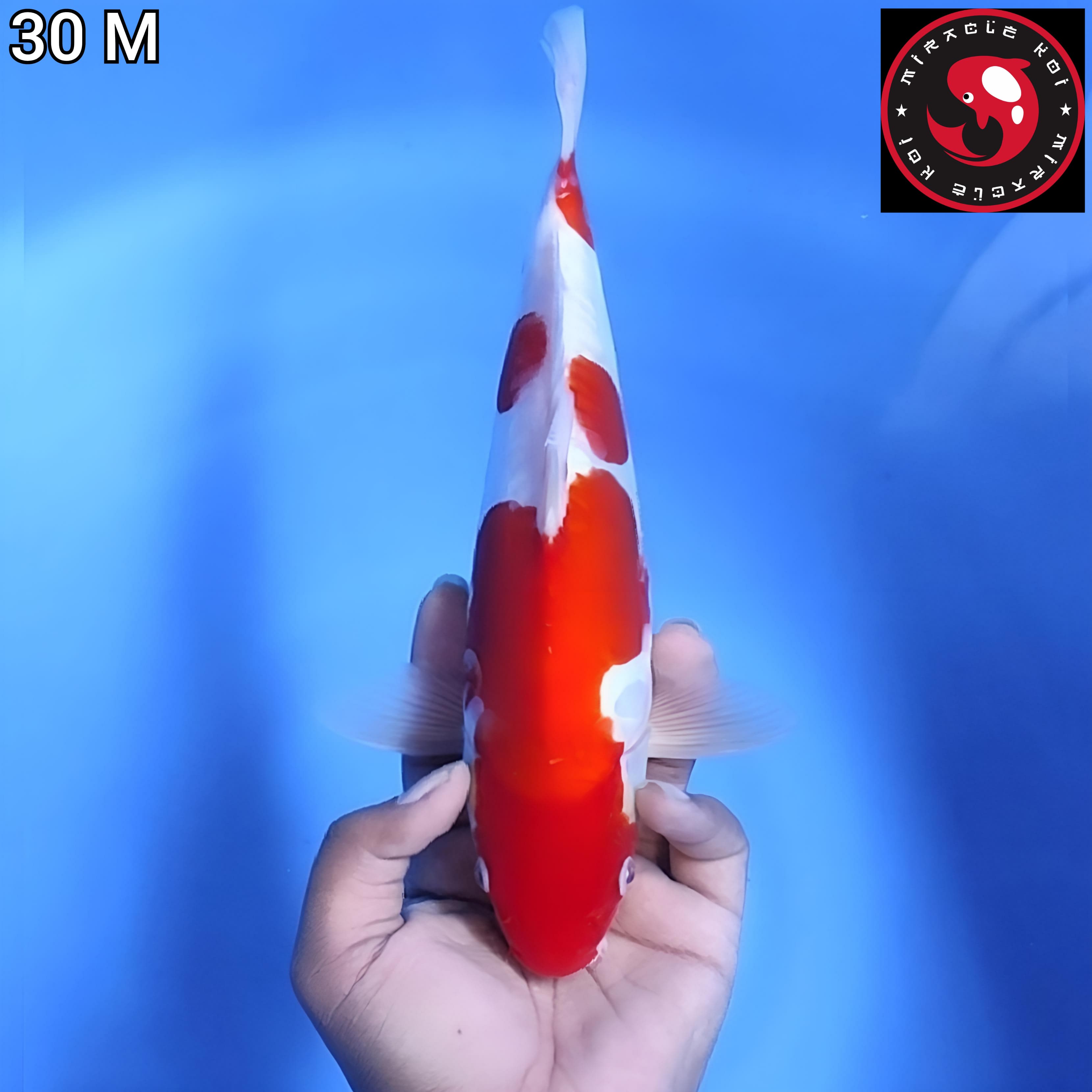 DOITSU CIAMIK ORIGINAL 30cm