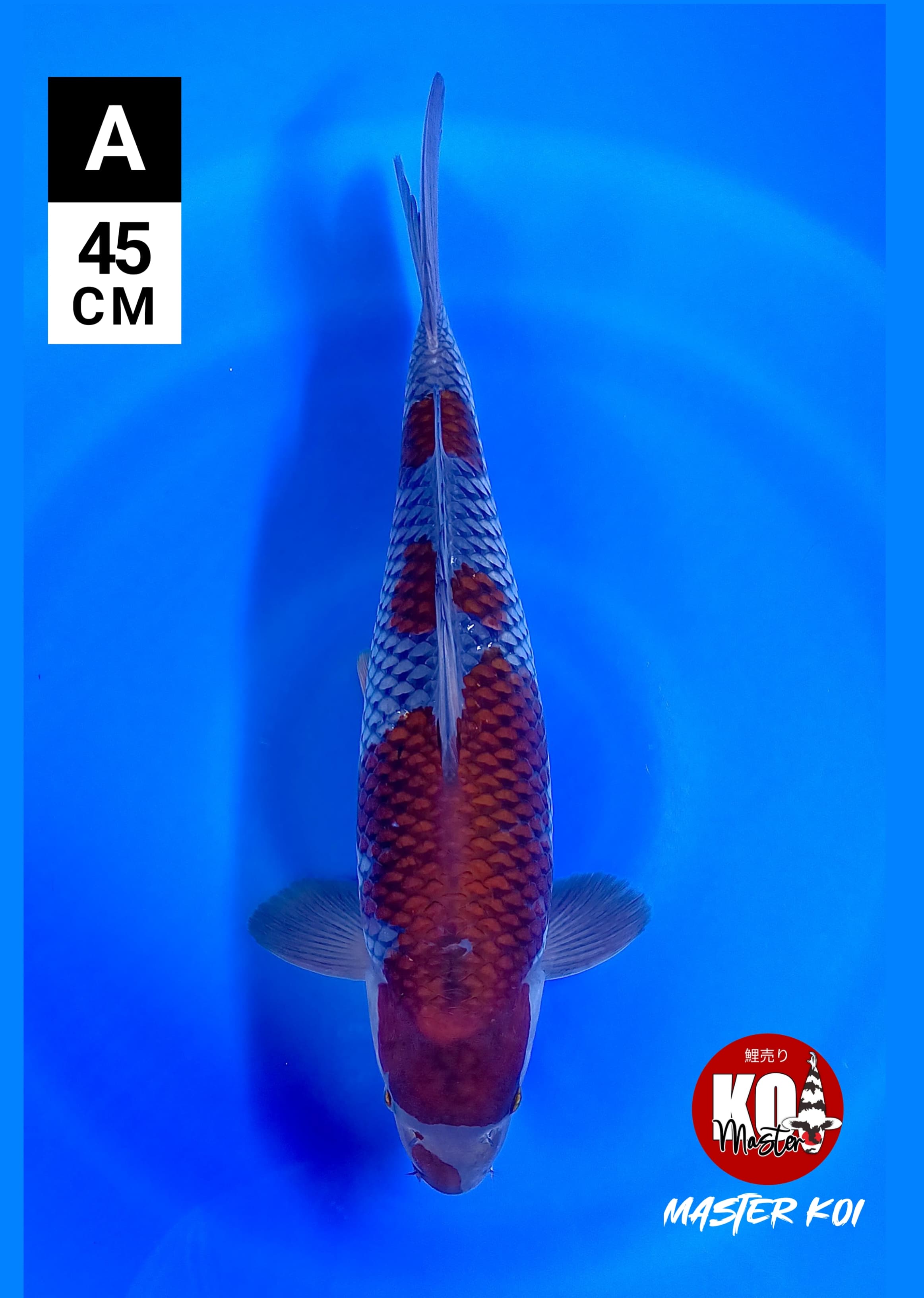 OCHIBA SIGURE READY SHOW 45cm