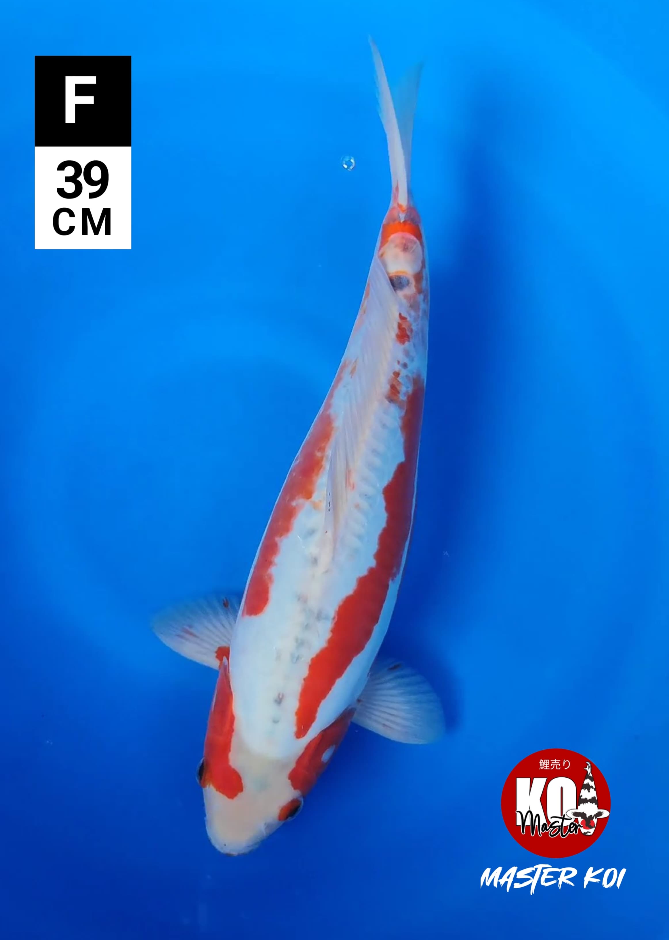 RARE KOSHUI SUPER 39cm