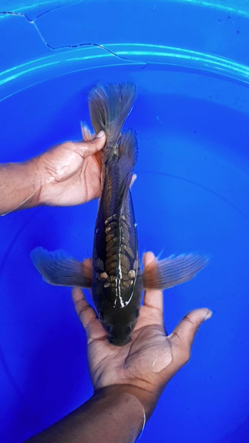 Ikan Koi DRAGON SLAYER 34cm, lelang koi DRAGON SLAYER 34cm, jual koi DRAGON SLAYER 34cm, beli koi DRAGON SLAYER 34cm, Lelang Koi Online, Jual Beli Ikan Koi, Pusat Jual Beli Koi, Info Lelang Koi Hari Ini, Platform Jual Beli Koi, Jual Beli Ikan Koi Online, Marketplace Ikan Koi, Jual Koi Terbaik, Tempat Beli Koi Berkualitas, Pasar Ikan Koi Online Terpercaya, Penjual Ikan Koi Terpercaya, Beli Koi Hias Online, Ikan Koi untuk Dijual, Koi Kualitas Terbaik, Toko Online Ikan Koi, Koi Hias Untuk Dijual, Jual Beli Ikan Koi Lokal, Koi Indonesia Online, Pusat Jual Beli Koi Terbesar