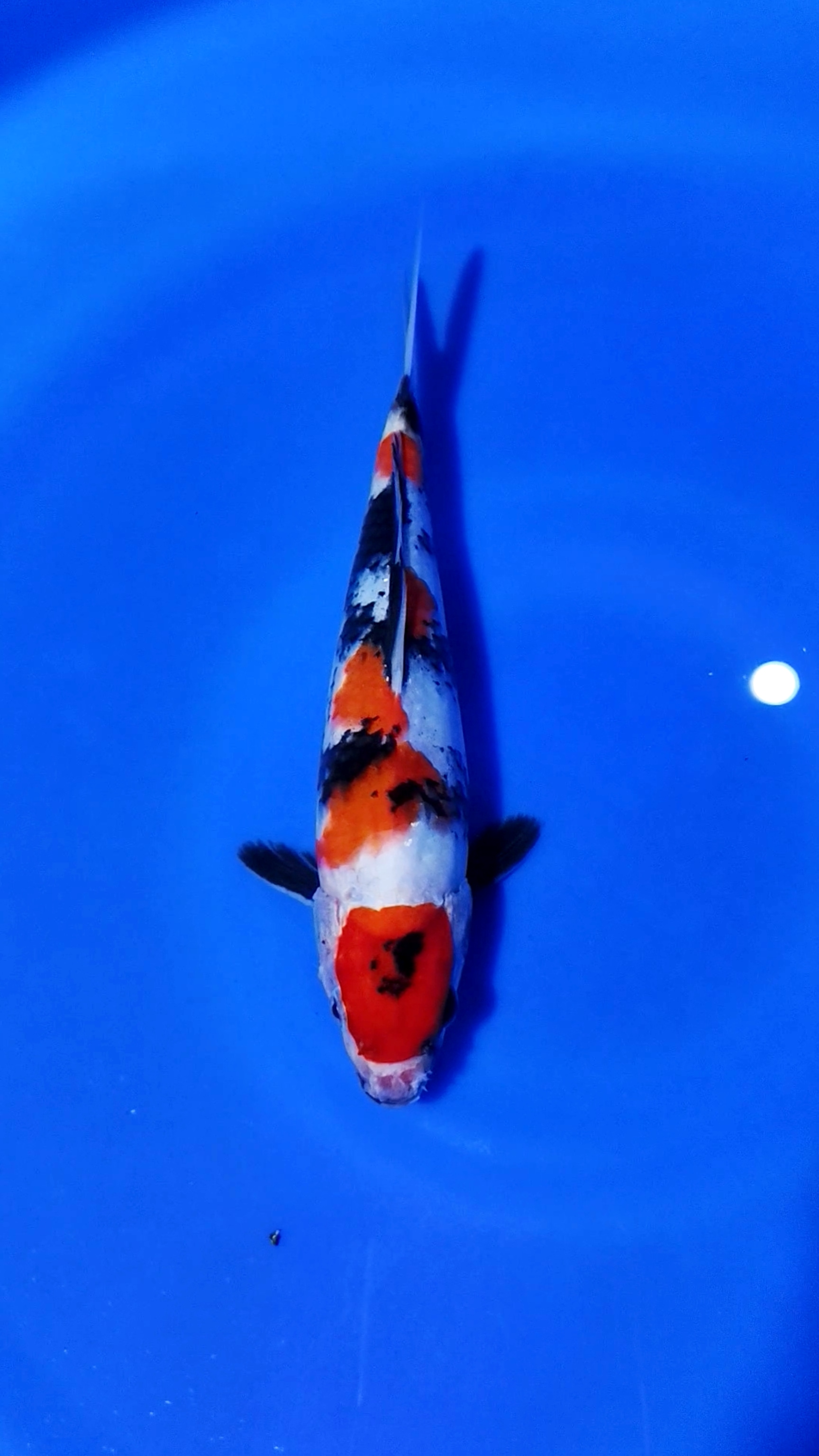 MARUTEN SHOWA ISTIMEWA 27cm FEMALE
