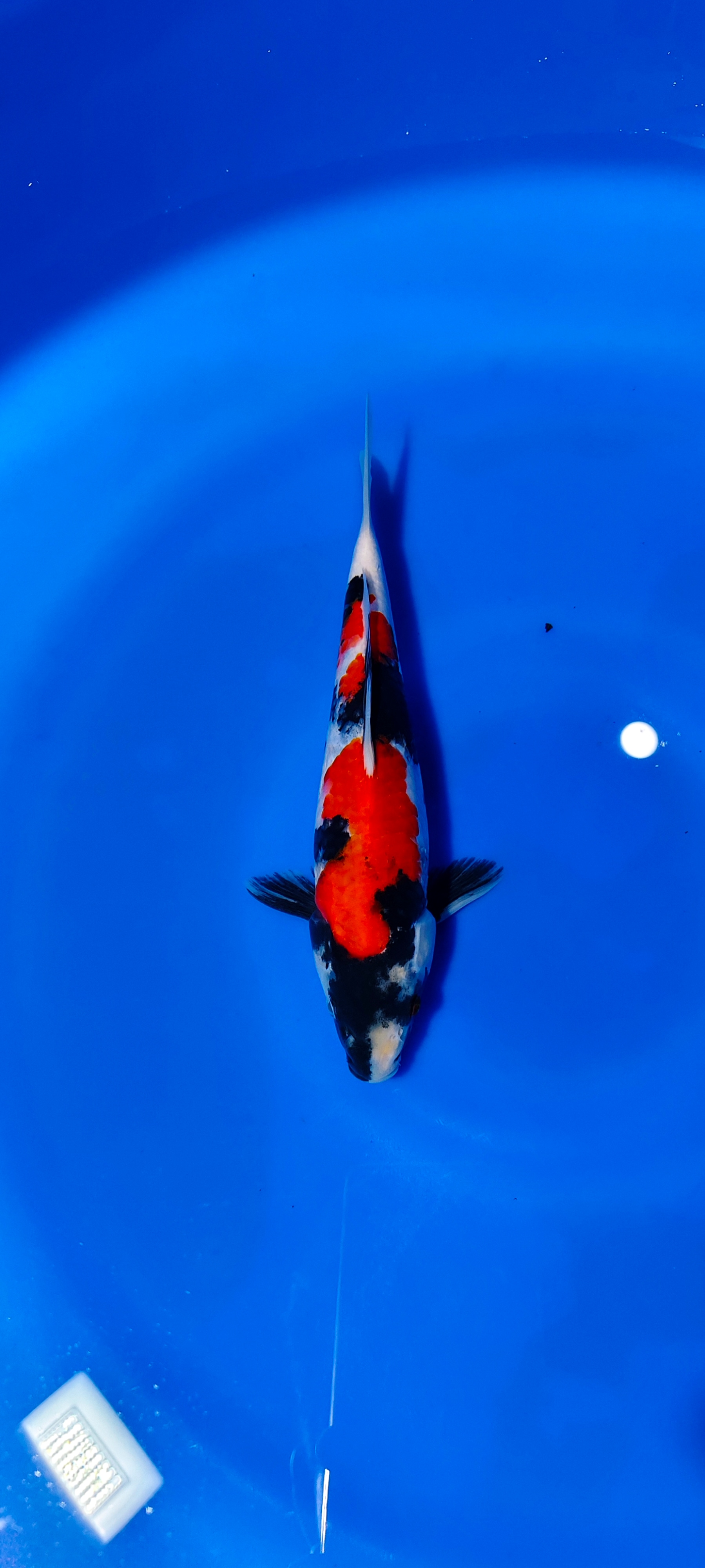 SHOWA SANSOKU ORIGINAL 25cm MALE