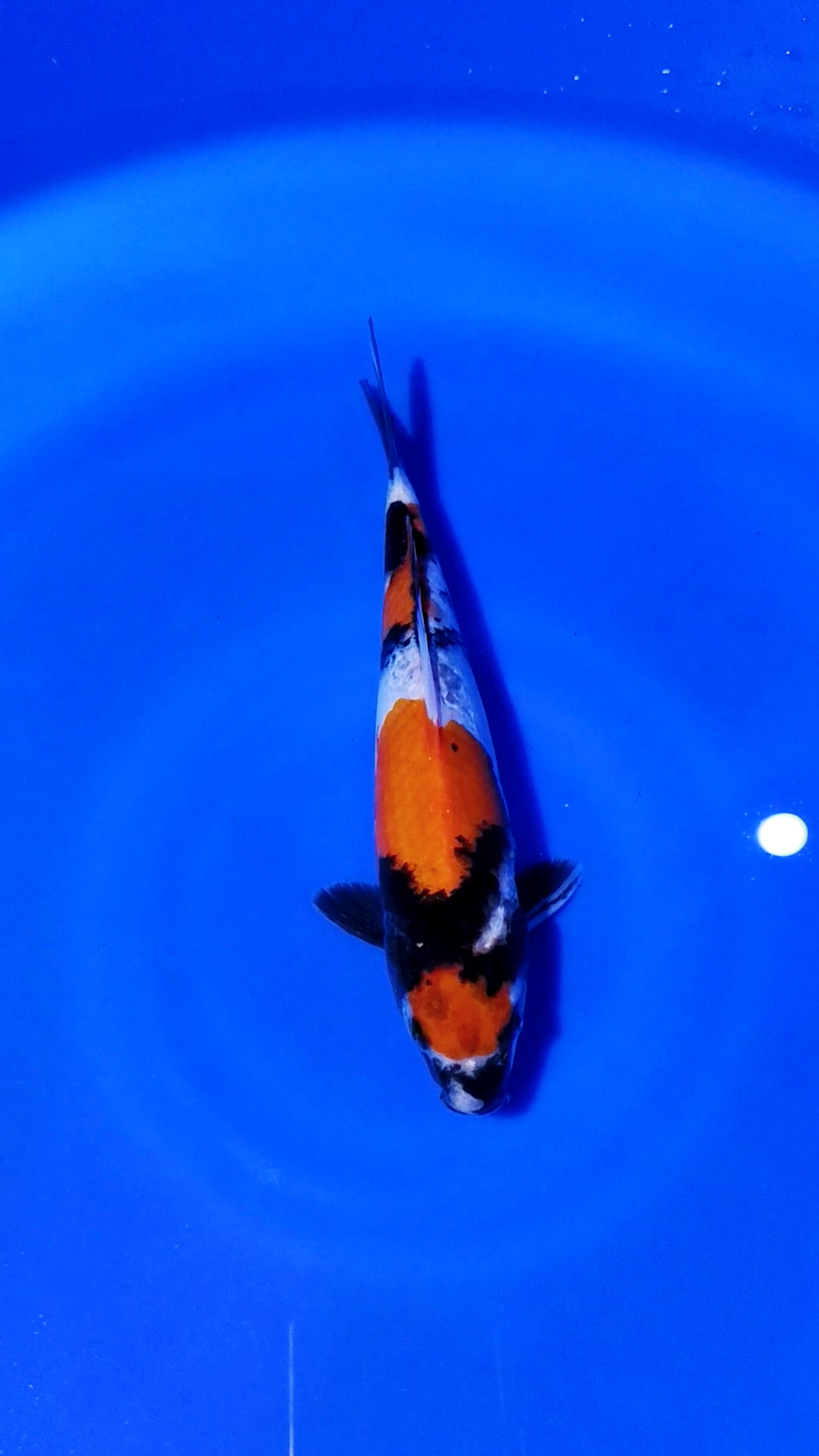MARUTEN SHOWA ISTIMEWA 27cm MALE