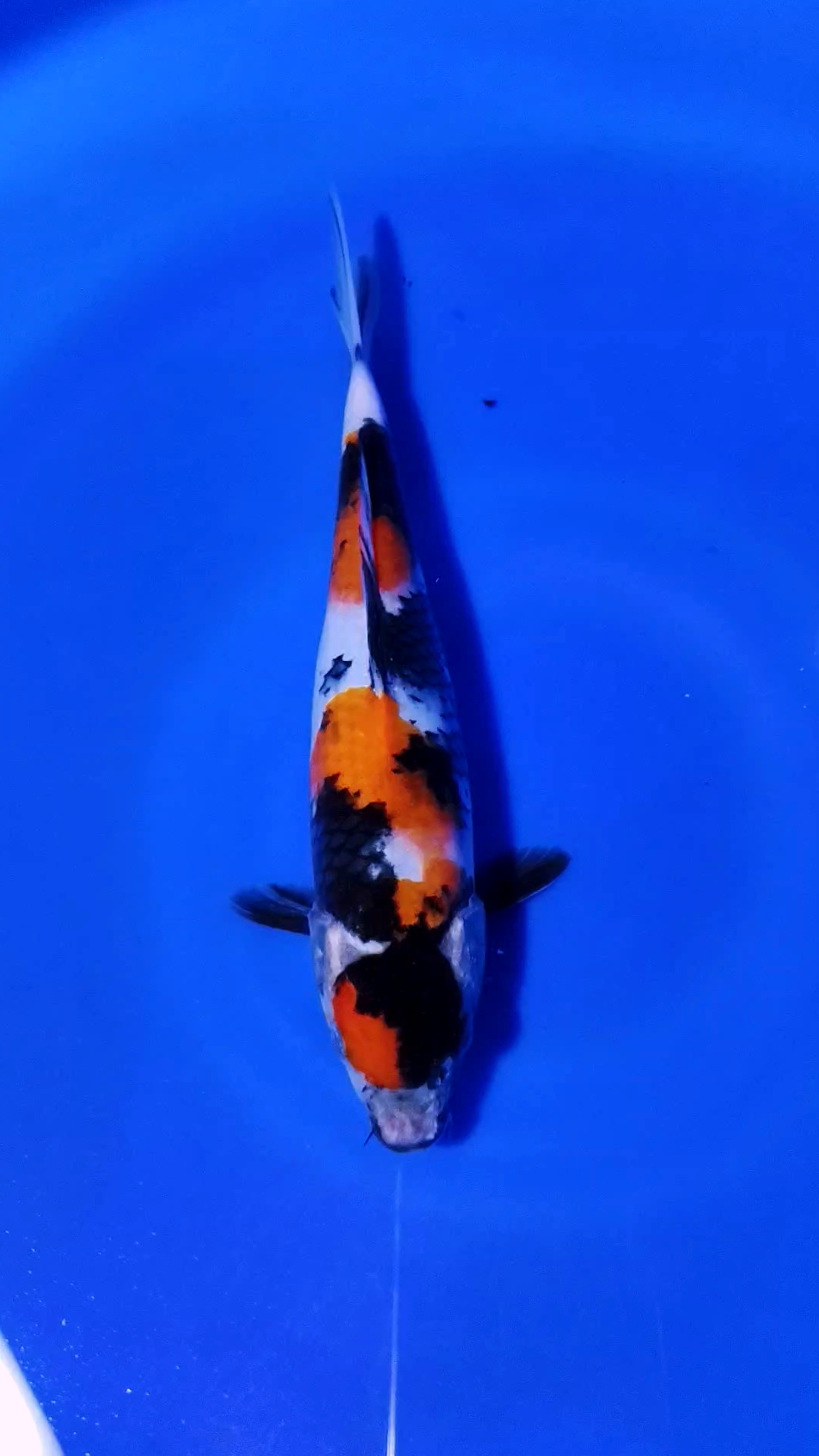MARUTEN SHOWA SUPER MEWAH 27cm FEMALE