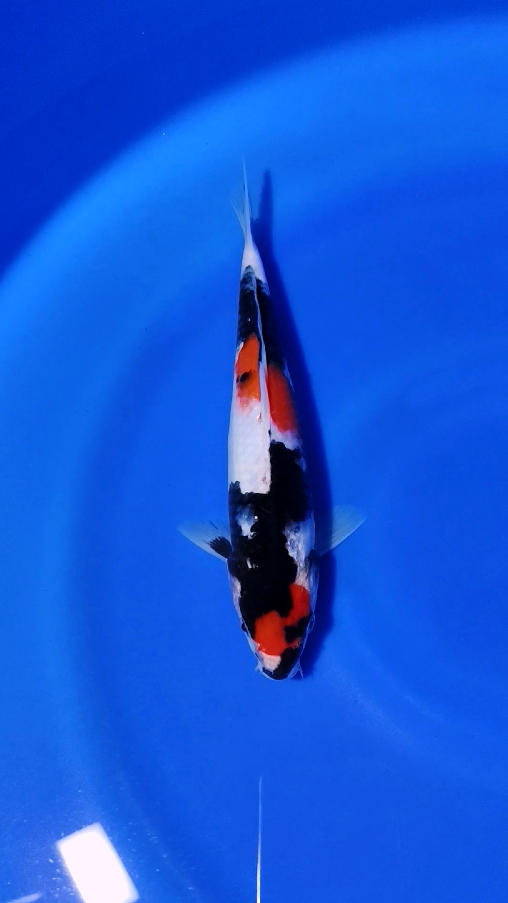 MARUTEN SHOWA ISTIMEWA 27cm MALE