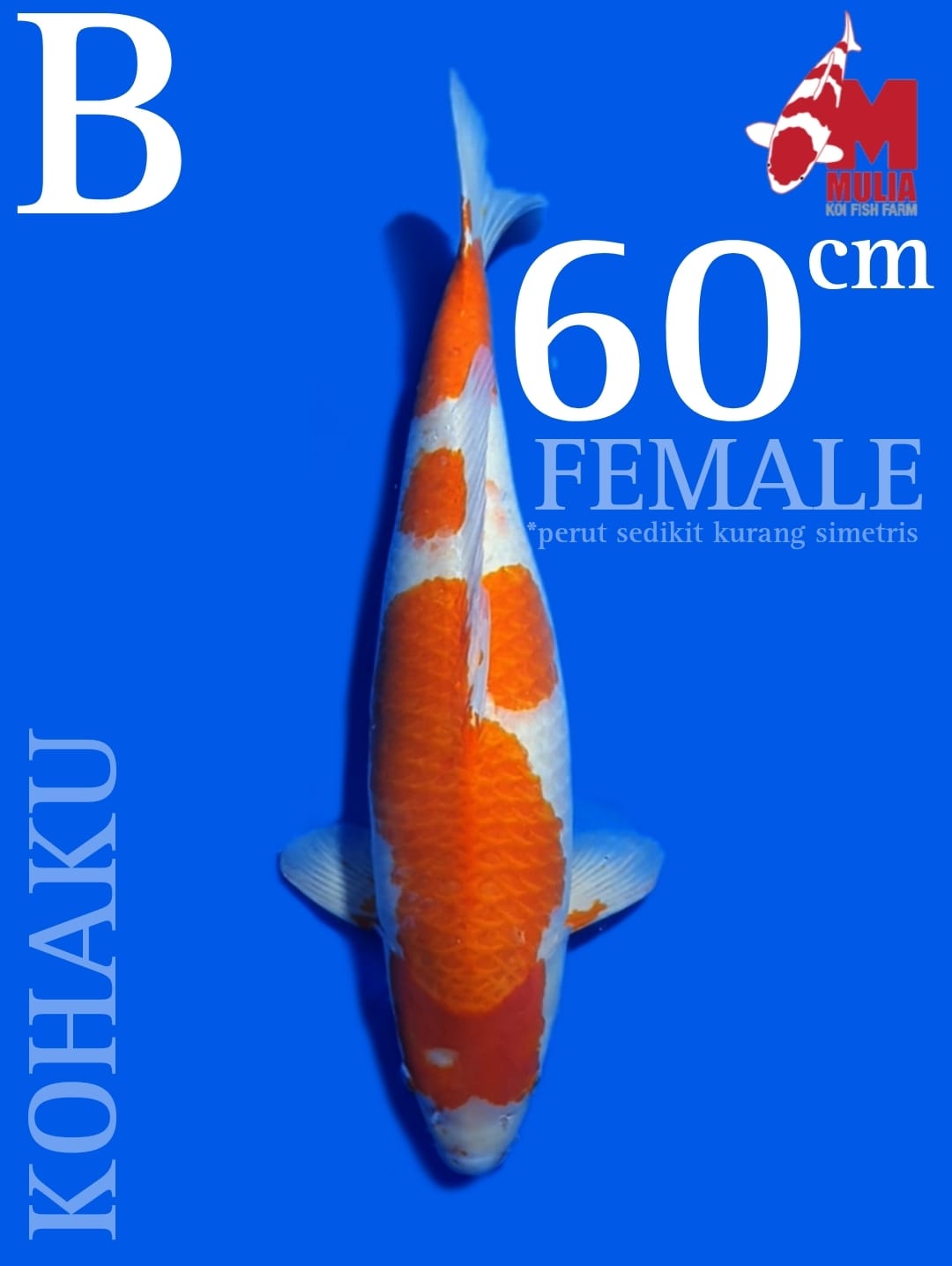 KOHAKU MULIA KOI FARM 60cm