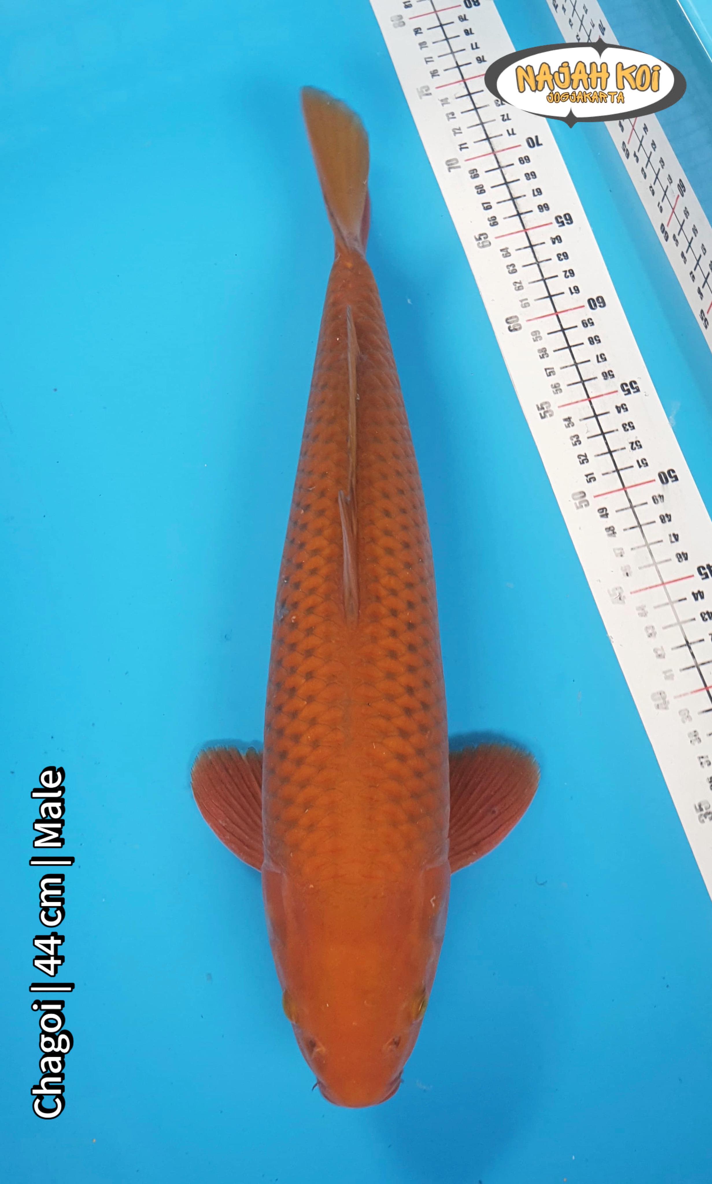 CHAGOI 44cm