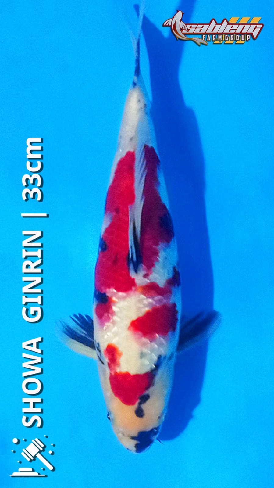 SHOWA SANSHOKU GINRIN HQ 33cm