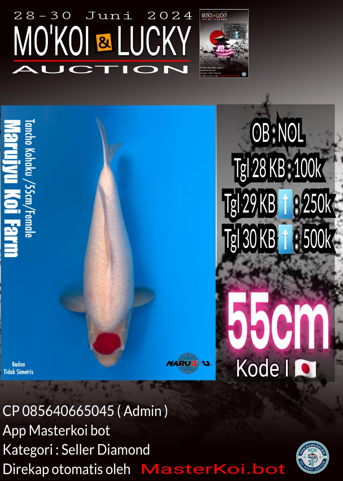 TANCHO KOHAKU 55cm