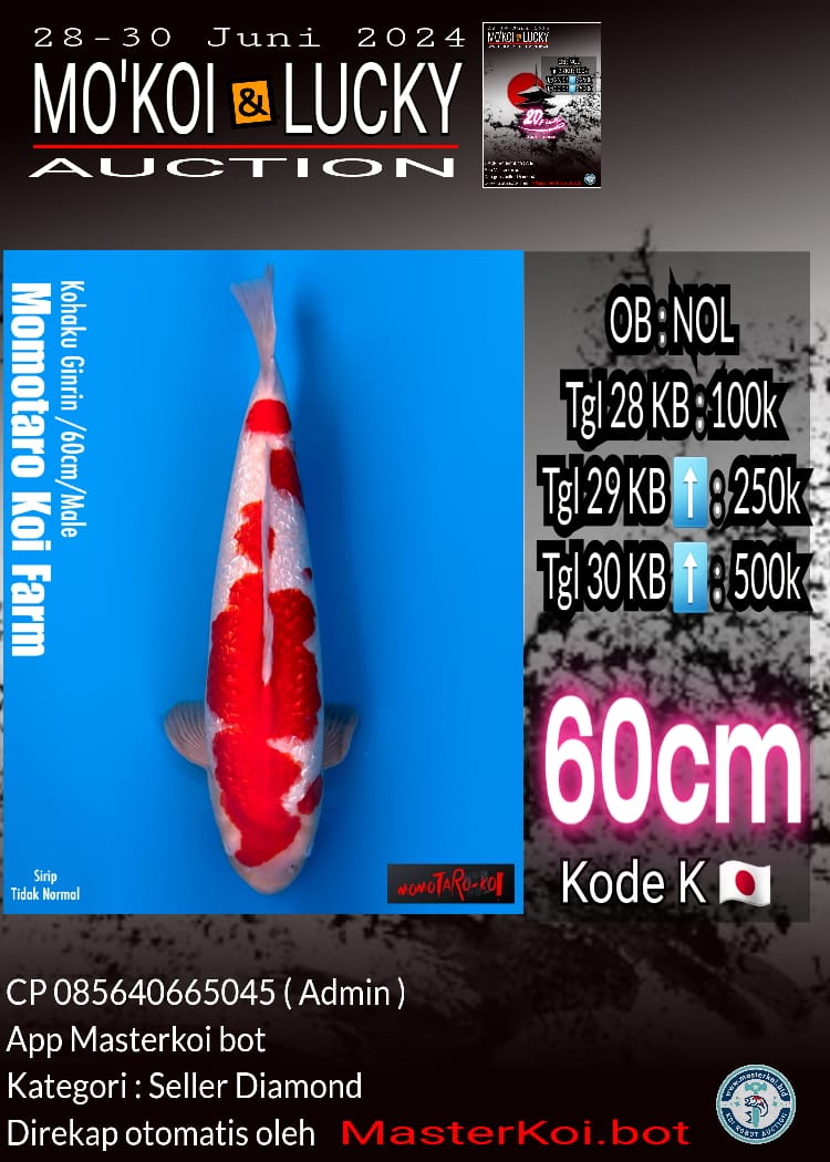KOHAKU GINRIN 60cm