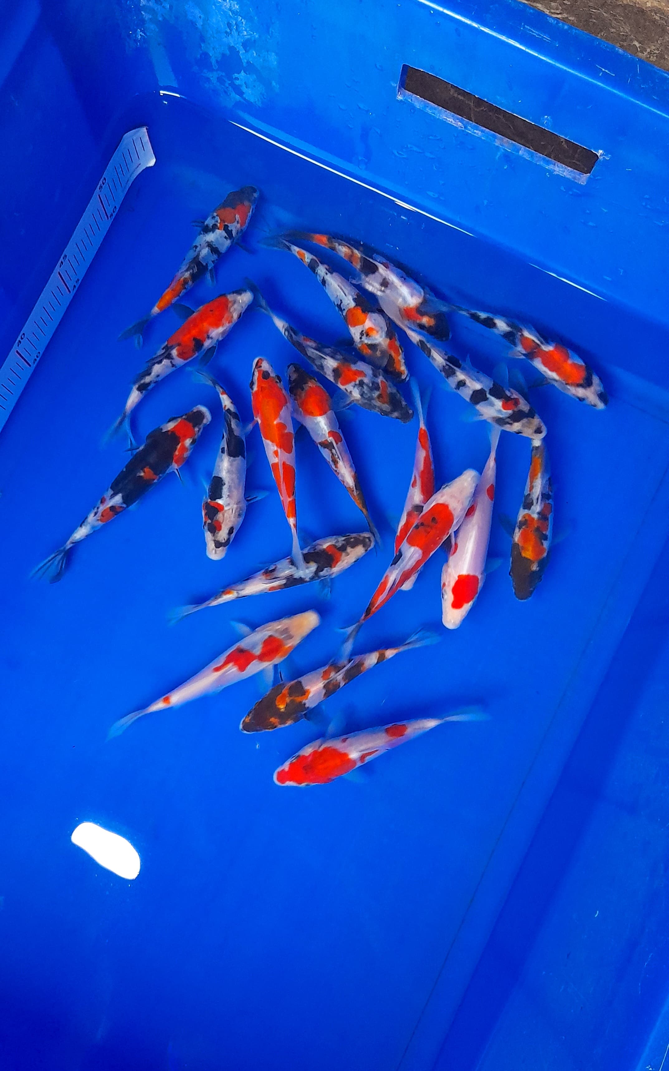 PAKET 20EKOR DOITSU SHOWA 1214cm