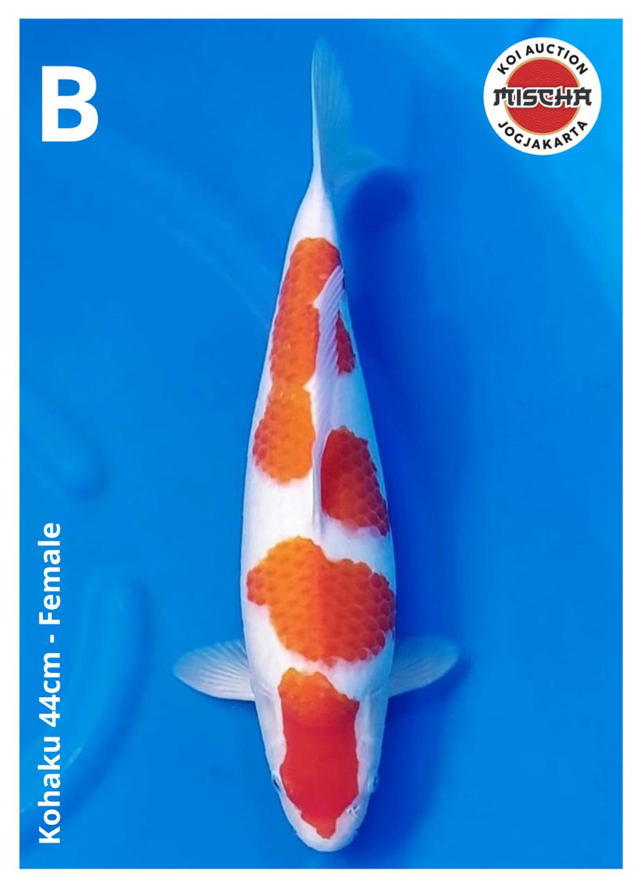 KOHAKU 44cm