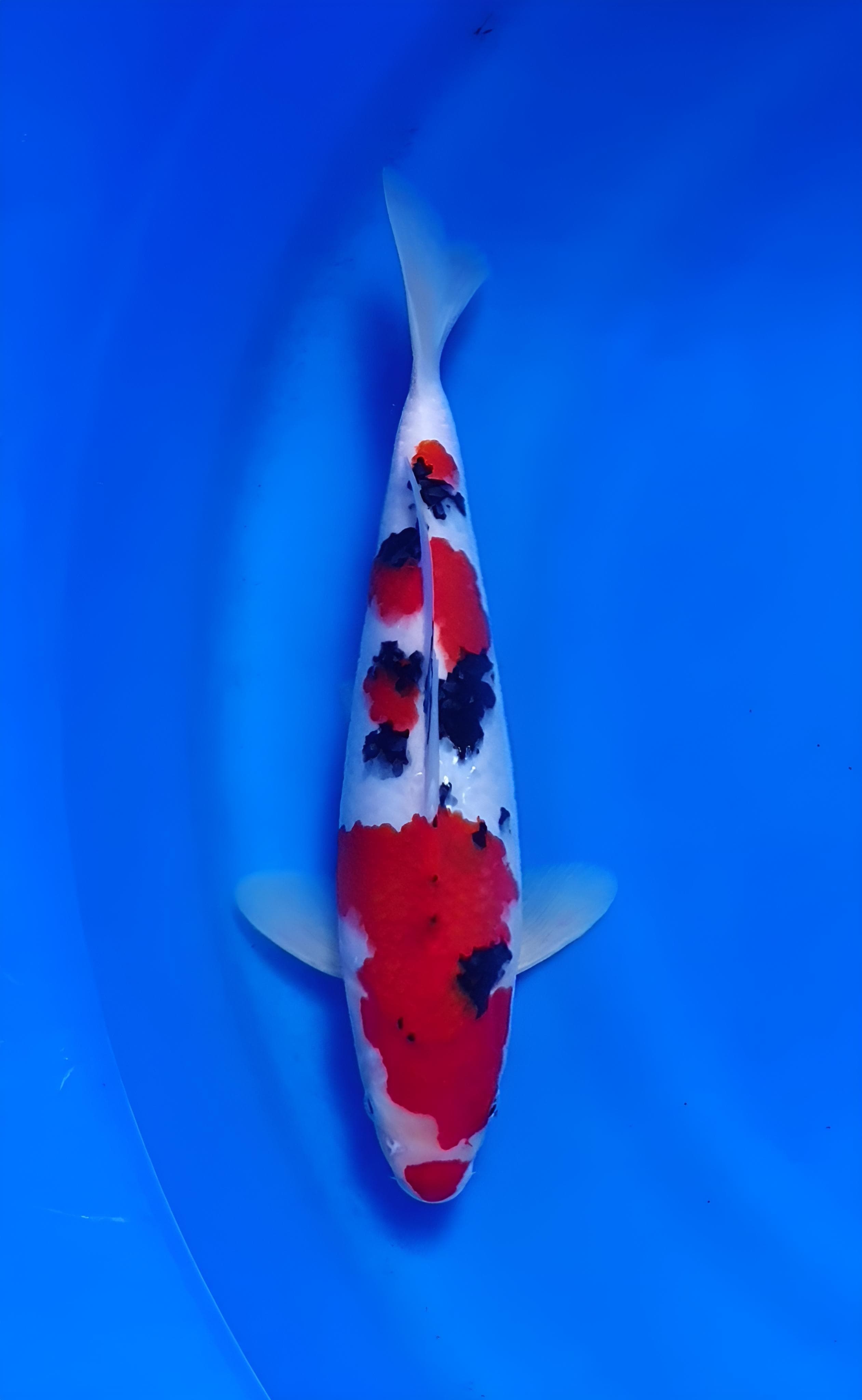 KUCIBENI SANKE 30cm MALE BREEDER NANANG FURITARU SHOW QUALITY