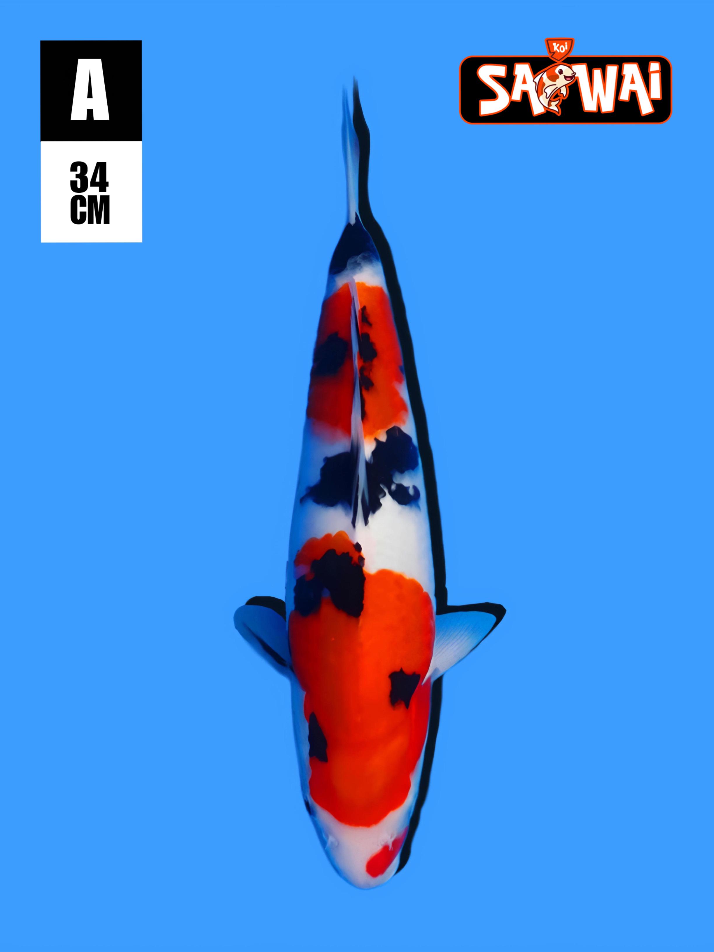 SANKE ORIGINAL STRONG 34cm