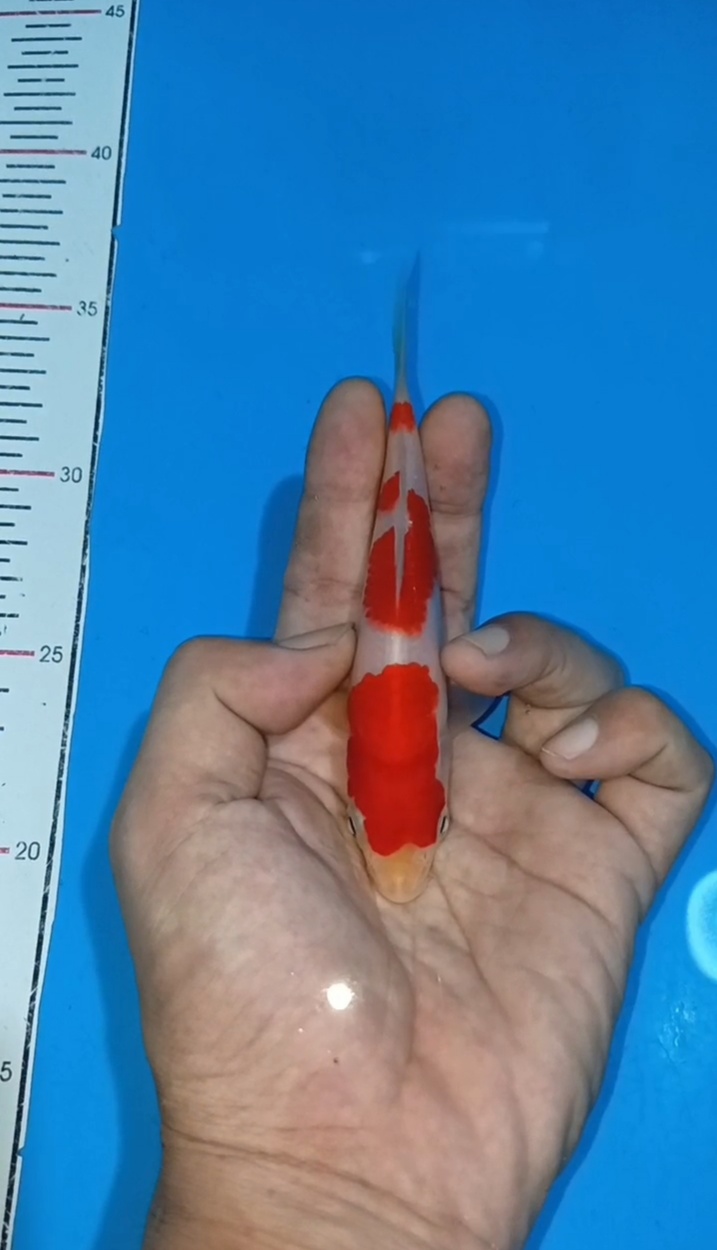 KOHAKU SHOW QUALITY 14cm