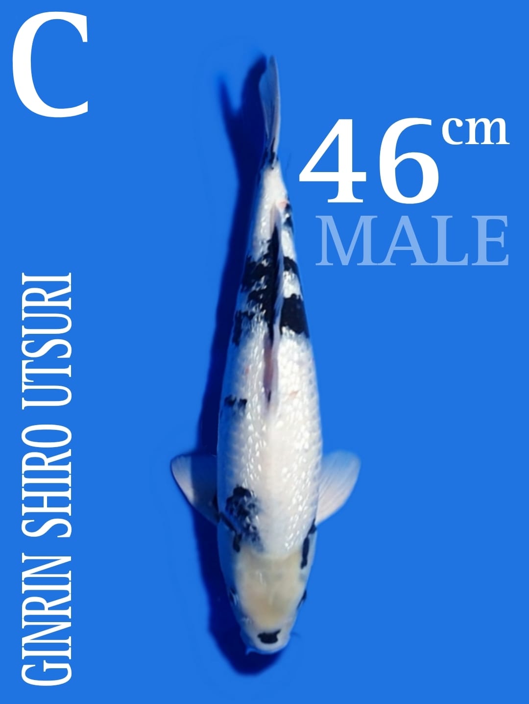 GINRIN SHIRO F1 OMOSAKO 43cm