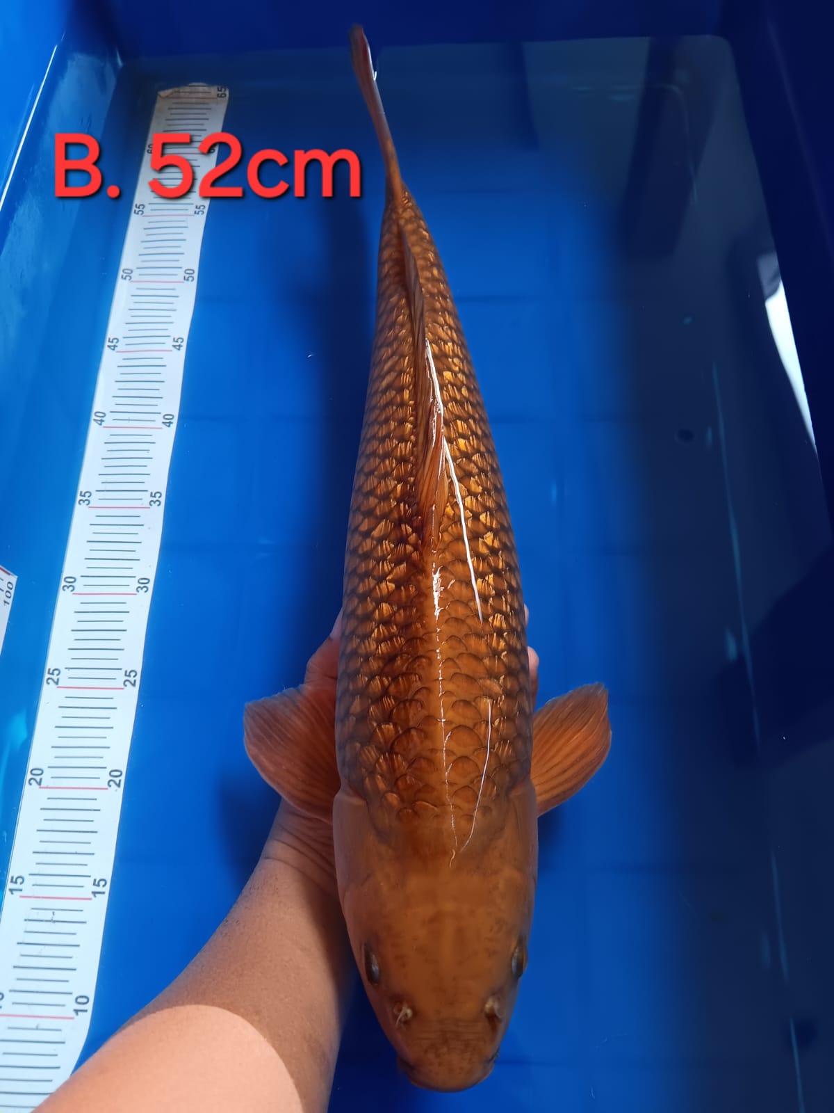 Lelang Koi Online, Jual Beli Ikan Koi, Pusat Jual Beli Koi, Info Lelang Koi Hari Ini, Platform Jual Beli Koi, Jual Beli Ikan Koi Online, Marketplace Ikan Koi, Jual Koi Terbaik, Tempat Beli Koi Berkualitas, Pasar Ikan Koi Online Terpercaya, Penjual Ikan Koi Terpercaya, Beli Koi Hias Online, Ikan Koi untuk Dijual, Koi Kualitas Terbaik, Toko Online Ikan Koi, Koi Hias Untuk Dijual, Jual Beli Ikan Koi Lokal, Koi Indonesia Online, Pusat Jual Beli Koi Terbesar