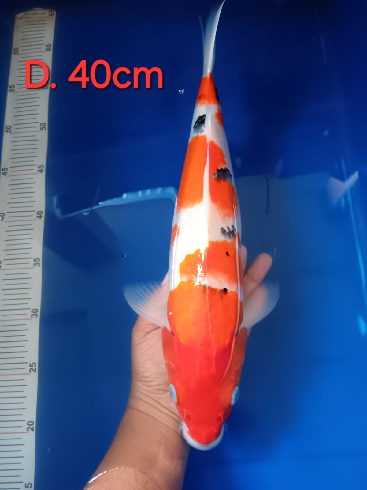 Lelang Koi Online, Jual Beli Ikan Koi, Pusat Jual Beli Koi, Info Lelang Koi Hari Ini, Platform Jual Beli Koi, Jual Beli Ikan Koi Online, Marketplace Ikan Koi, Jual Koi Terbaik, Tempat Beli Koi Berkualitas, Pasar Ikan Koi Online Terpercaya, Penjual Ikan Koi Terpercaya, Beli Koi Hias Online, Ikan Koi untuk Dijual, Koi Kualitas Terbaik, Toko Online Ikan Koi, Koi Hias Untuk Dijual, Jual Beli Ikan Koi Lokal, Koi Indonesia Online, Pusat Jual Beli Koi Terbesar