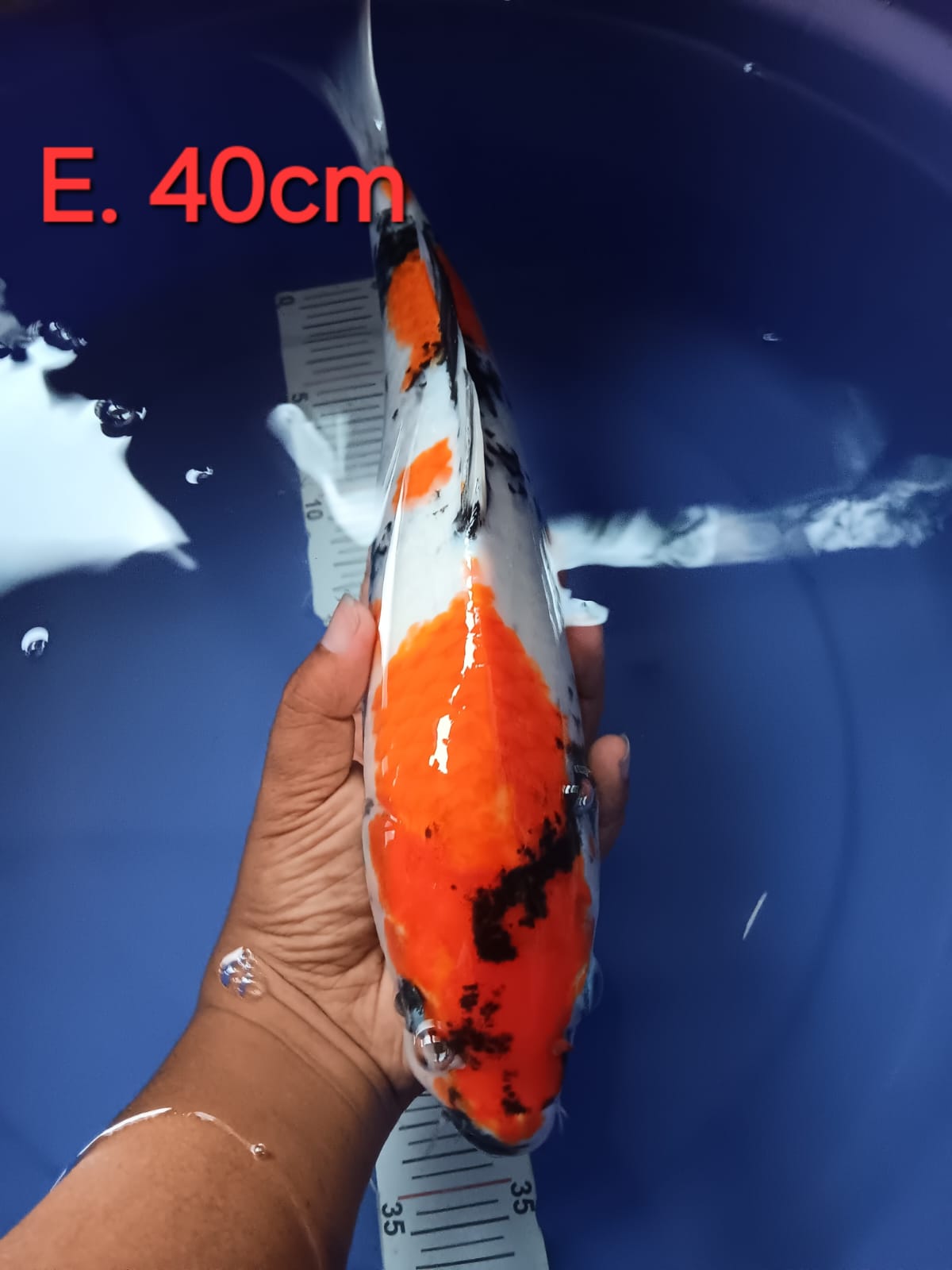 Lelang Koi Online, Jual Beli Ikan Koi, Pusat Jual Beli Koi, Info Lelang Koi Hari Ini, Platform Jual Beli Koi, Jual Beli Ikan Koi Online, Marketplace Ikan Koi, Jual Koi Terbaik, Tempat Beli Koi Berkualitas, Pasar Ikan Koi Online Terpercaya, Penjual Ikan Koi Terpercaya, Beli Koi Hias Online, Ikan Koi untuk Dijual, Koi Kualitas Terbaik, Toko Online Ikan Koi, Koi Hias Untuk Dijual, Jual Beli Ikan Koi Lokal, Koi Indonesia Online, Pusat Jual Beli Koi Terbesar