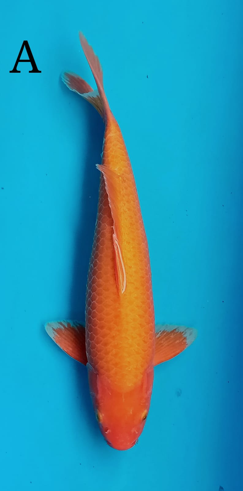 RED KARASI 50cm