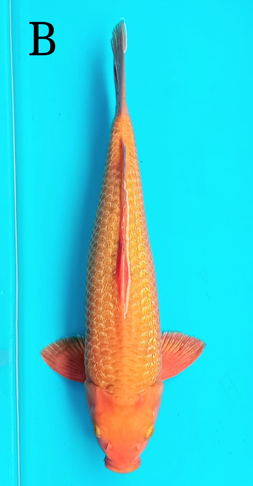 CARAMEL GINDRIN 47cm