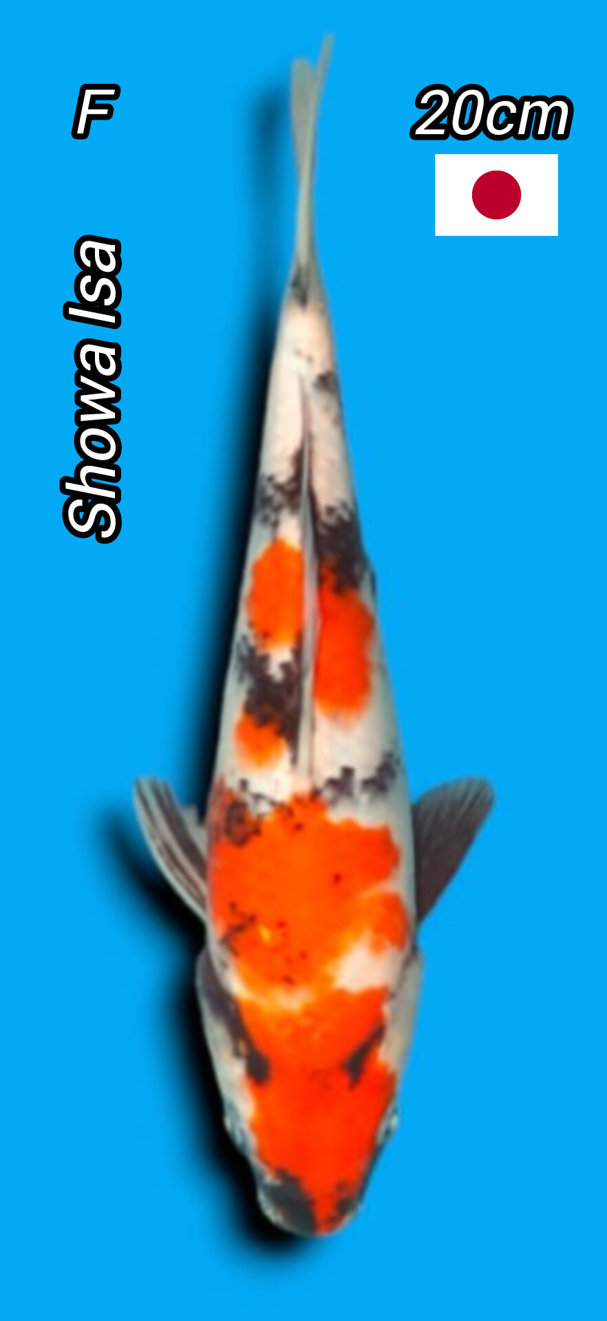 SHOWA ISA 20cm