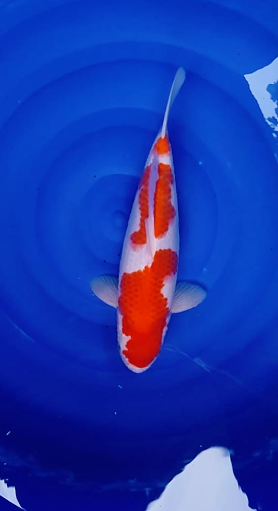 KOHAKU AKF SANDAN BAKAT PUNUK BODY SUPER GEDE ISTIMEWA 39cm