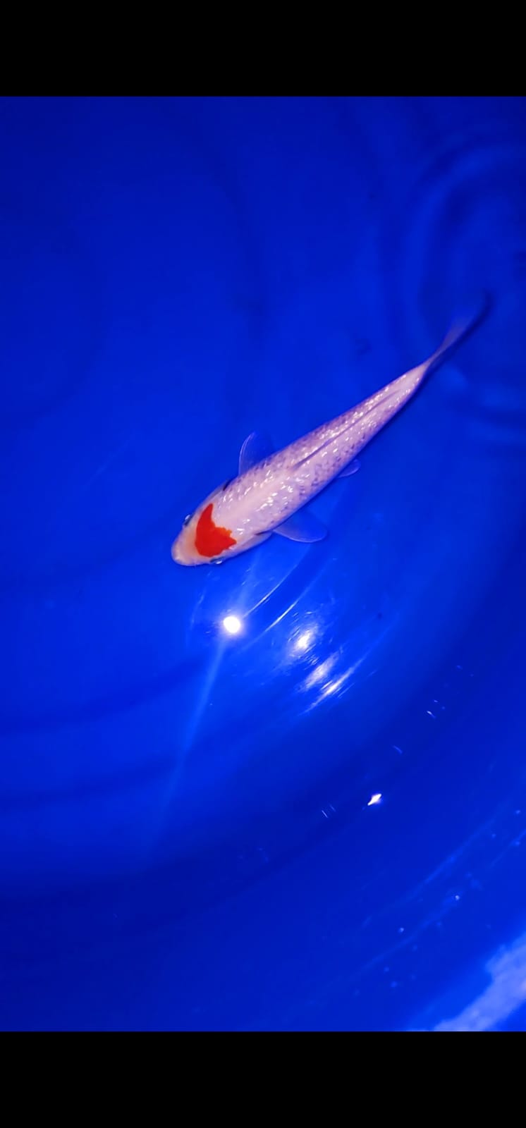 IMPORT TANCHO KOHAKU GINRIN 18cm