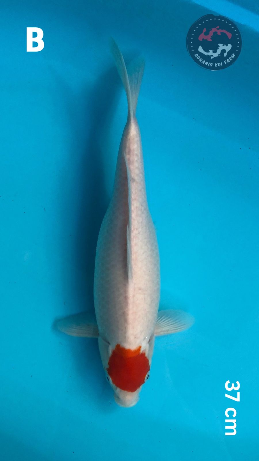 TANCHO KOHAKU ORI 37cm