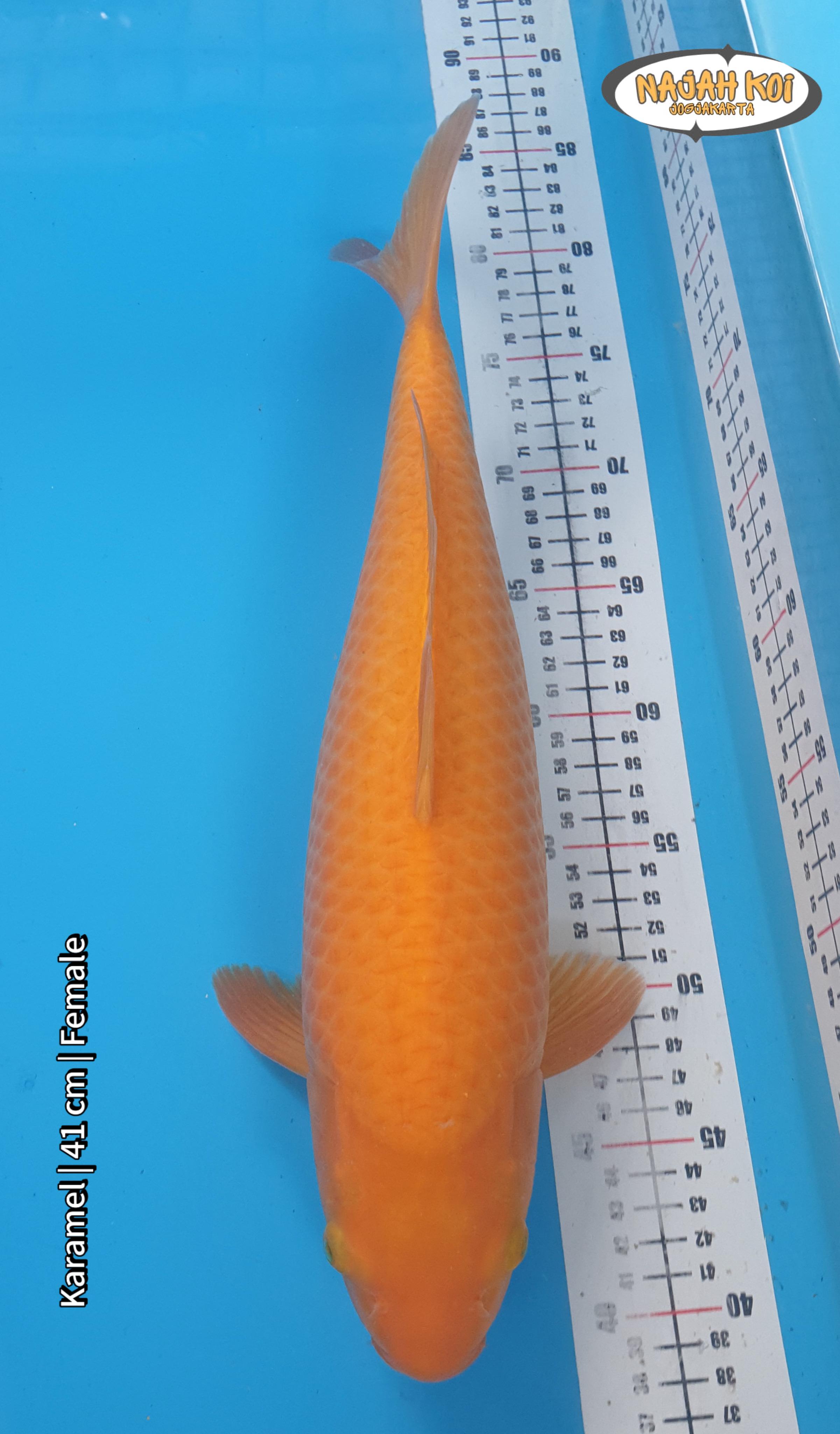 KARAMEL 41cm