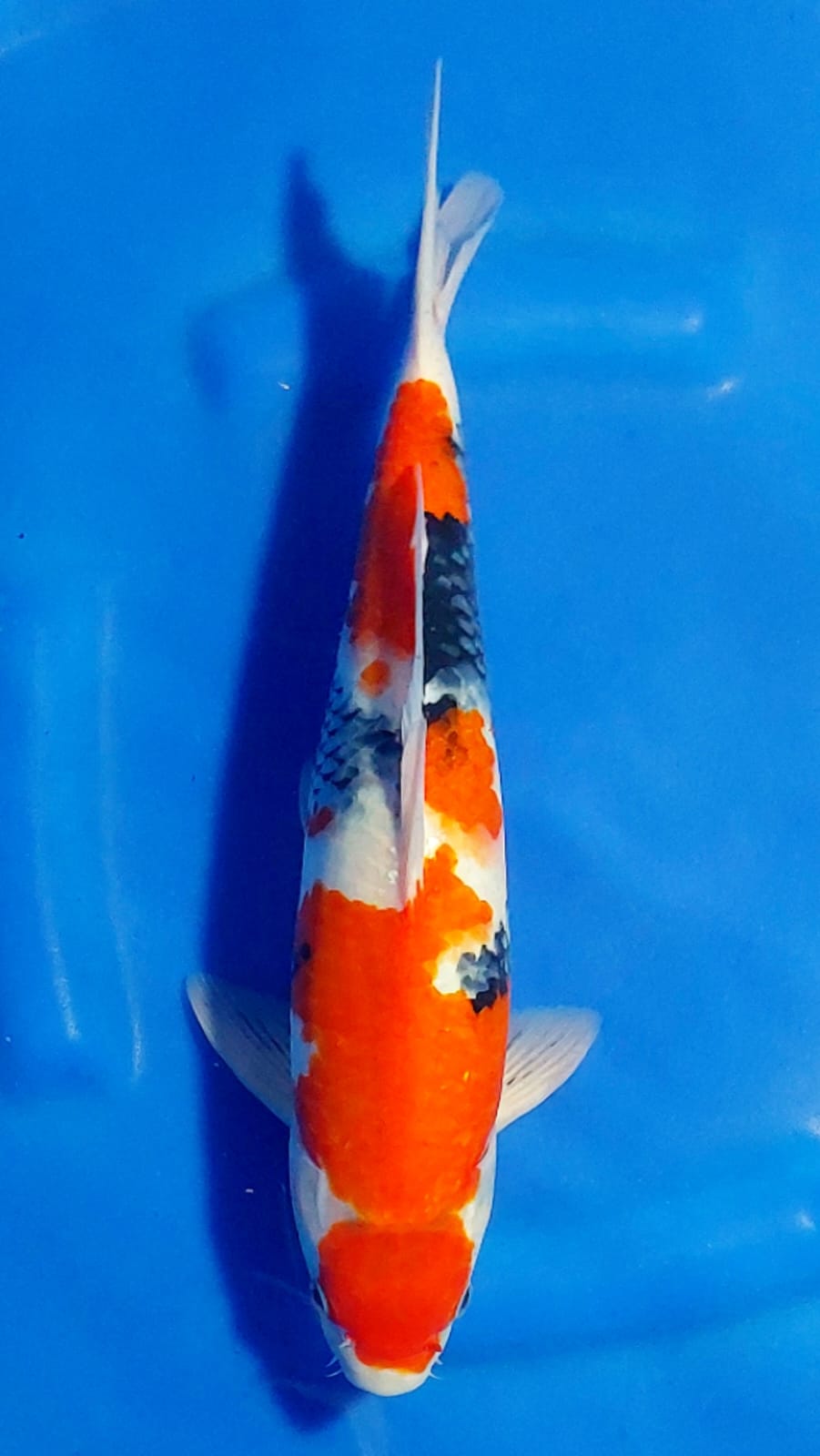 SHOWA KINDAI MARUTEN 36cm