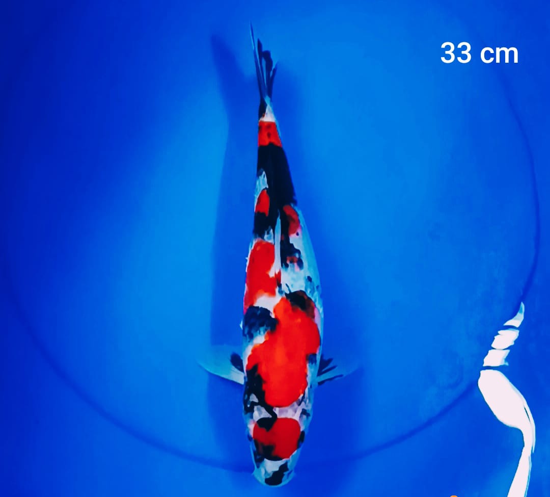 MARUTEN SHOWA 33cm